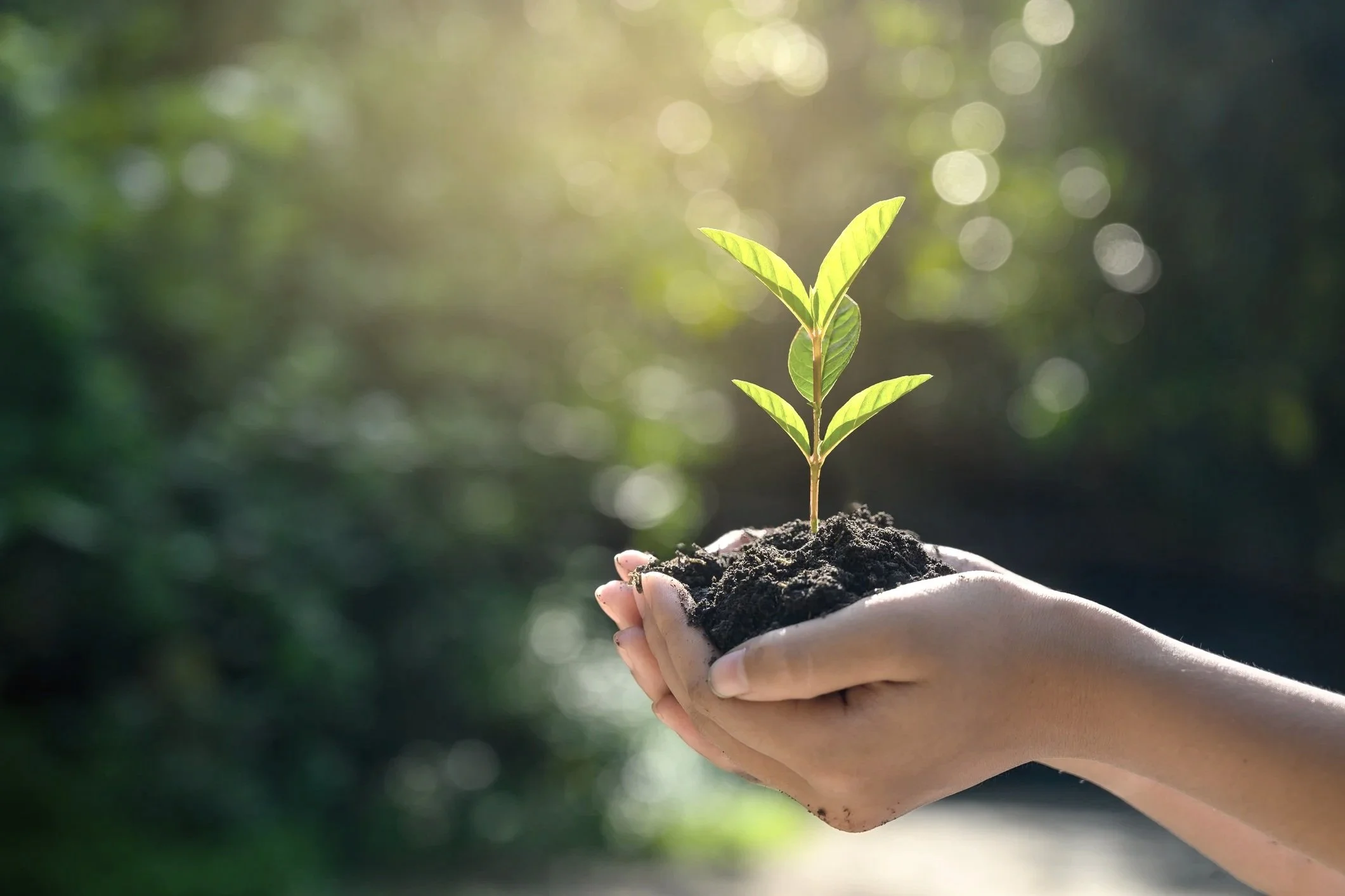 A person's hand holds soil with a small green plant growing in it, against a blurred outdoor background with sunlight filtering through trees.