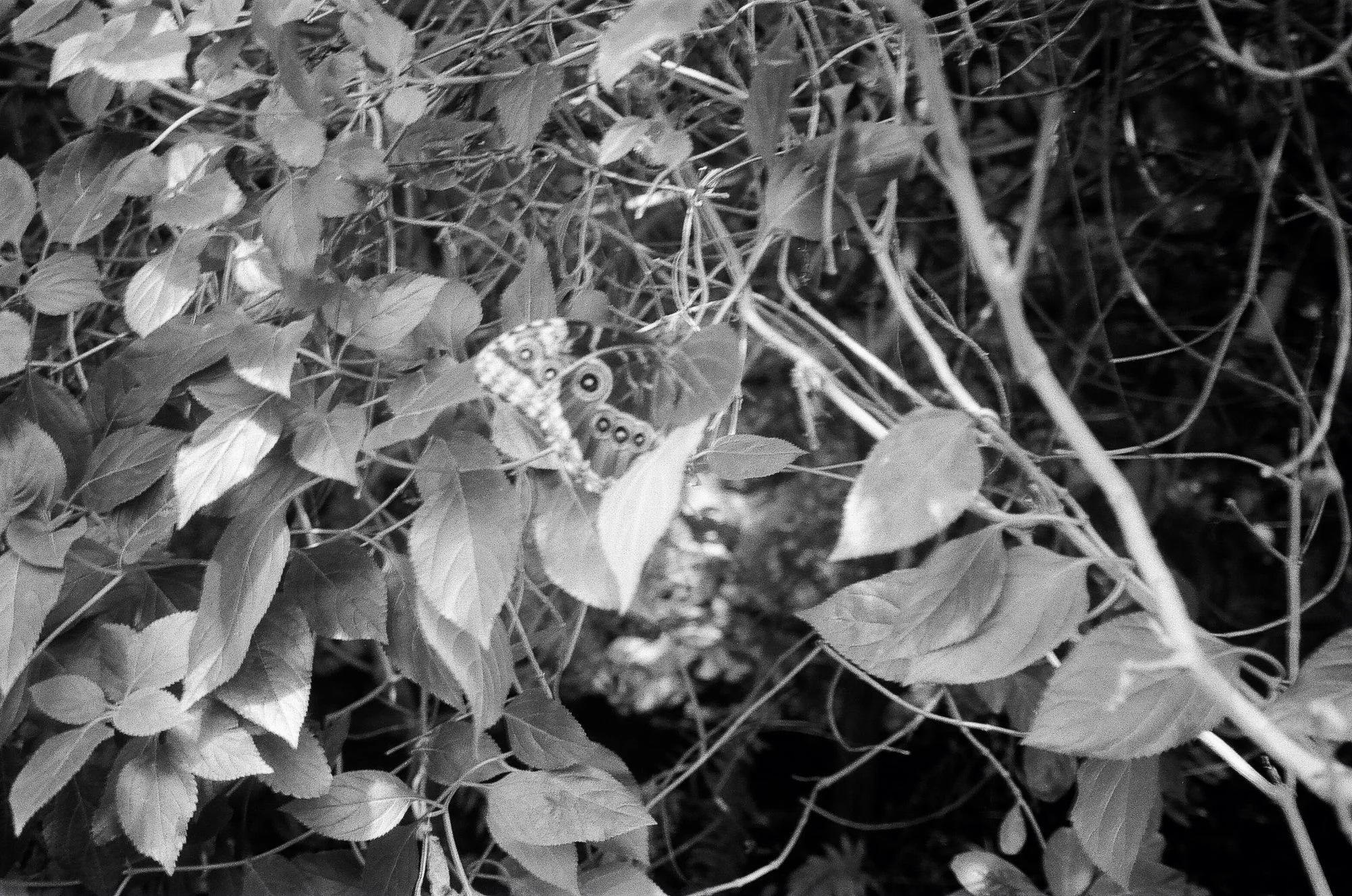 Botanisk Have Copenhagen © Birgitte Brondsted-24.jpg
