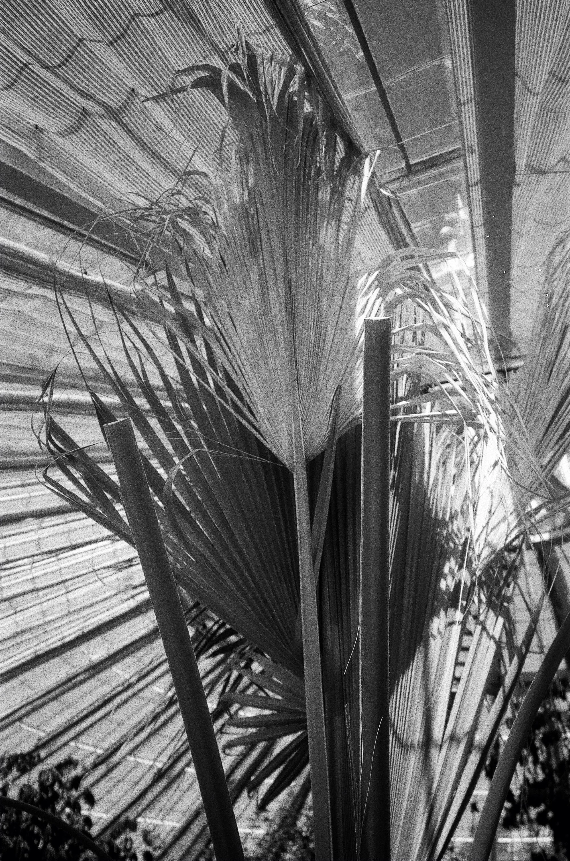 Botanisk Have Copenhagen © Birgitte Brondsted-16.jpg