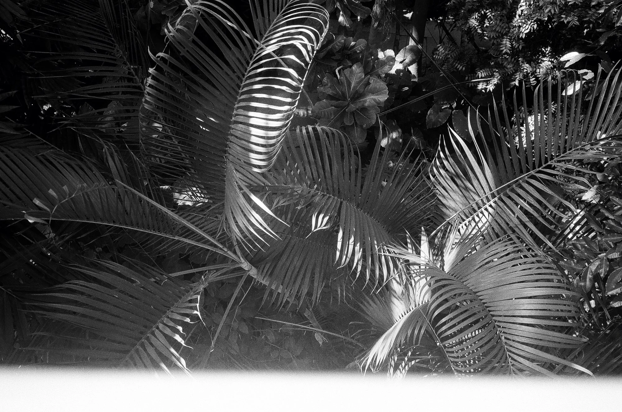 Botanisk Have Copenhagen © Birgitte Brondsted-15.jpg