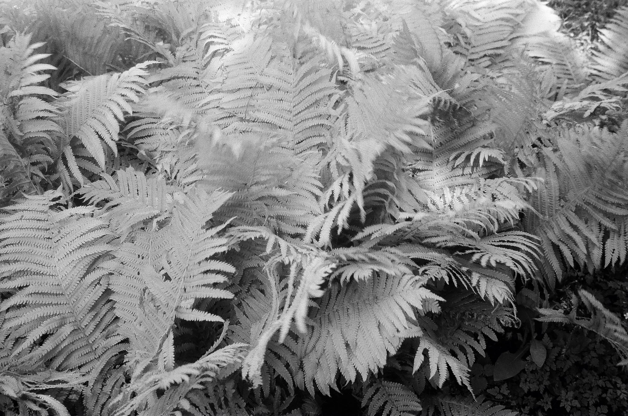 Botanisk Have Copenhagen © Birgitte Brondsted-11.jpg