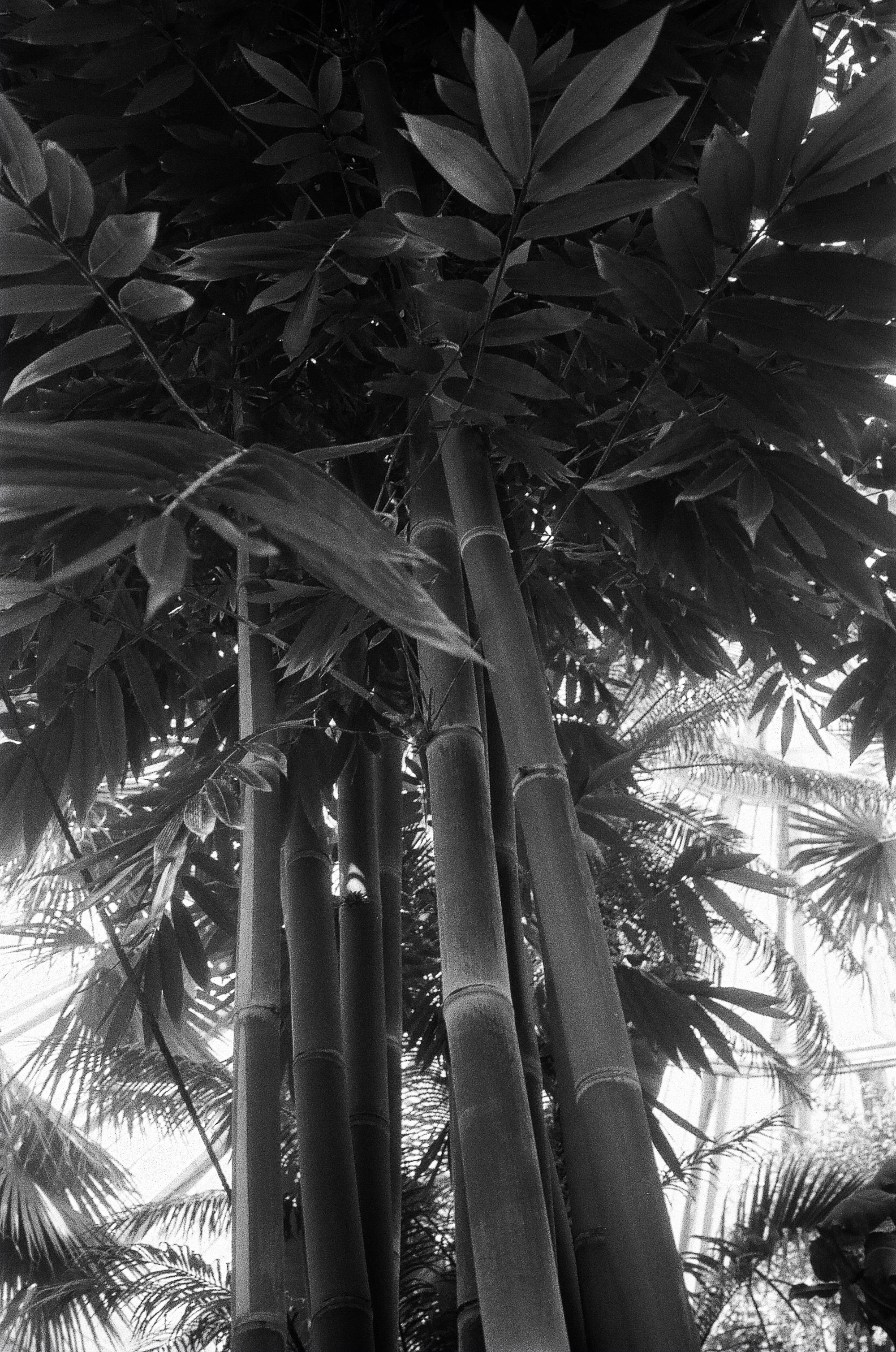 Botanisk Have Copenhagen © Birgitte Brondsted-12.jpg