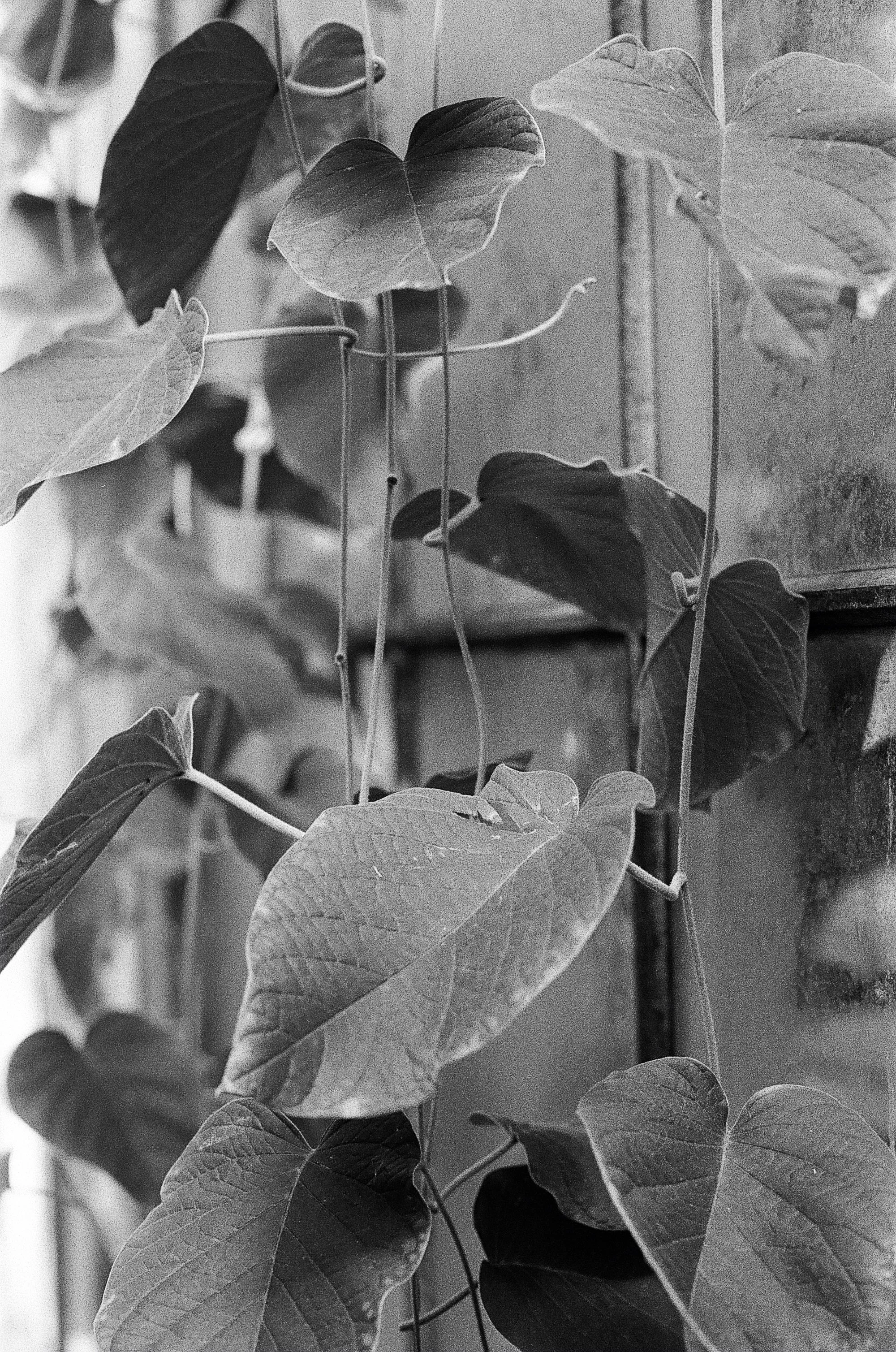 Botanisk Have Copenhagen © Birgitte Brondsted-5.jpg