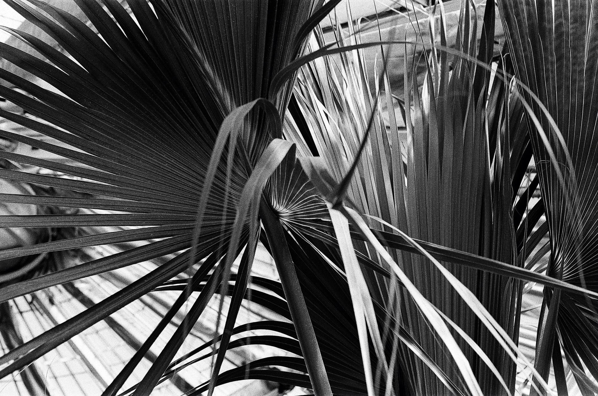 Botanisk Have Copenhagen © Birgitte Brondsted-3.jpg