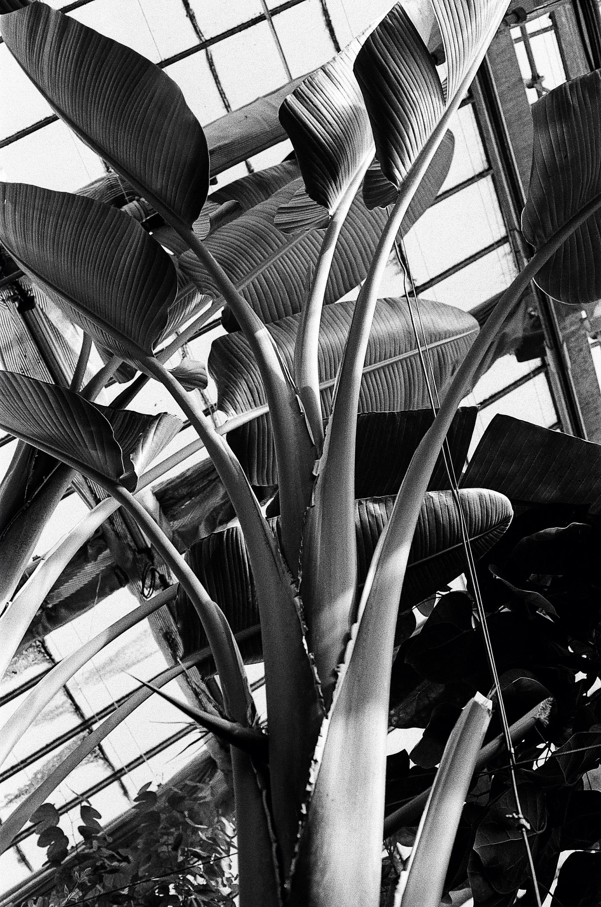 Botanisk Have Copenhagen © Birgitte Brondsted-4.jpg