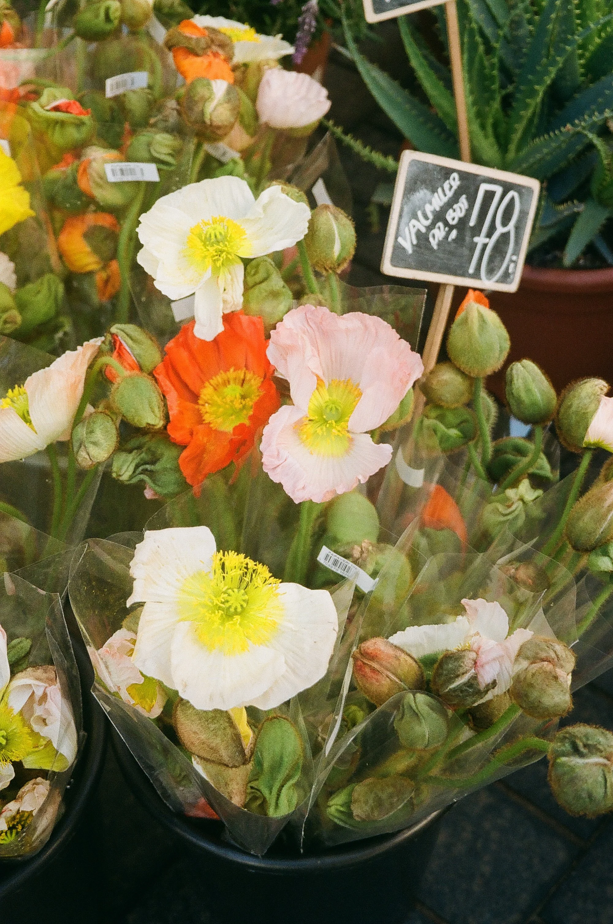At the market © Birgitte Brondsted-5.jpg