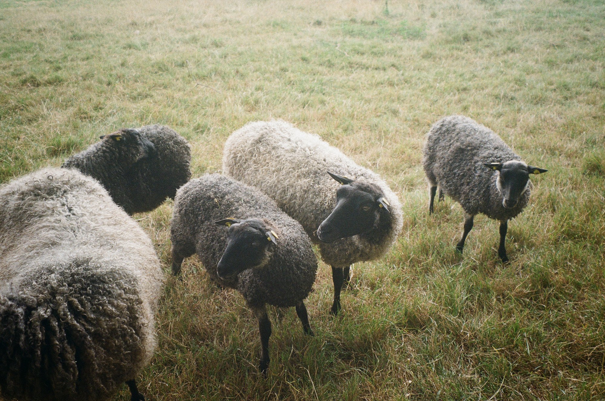 Utterslev Mose  © Birgitte Brondsted-5.jpg