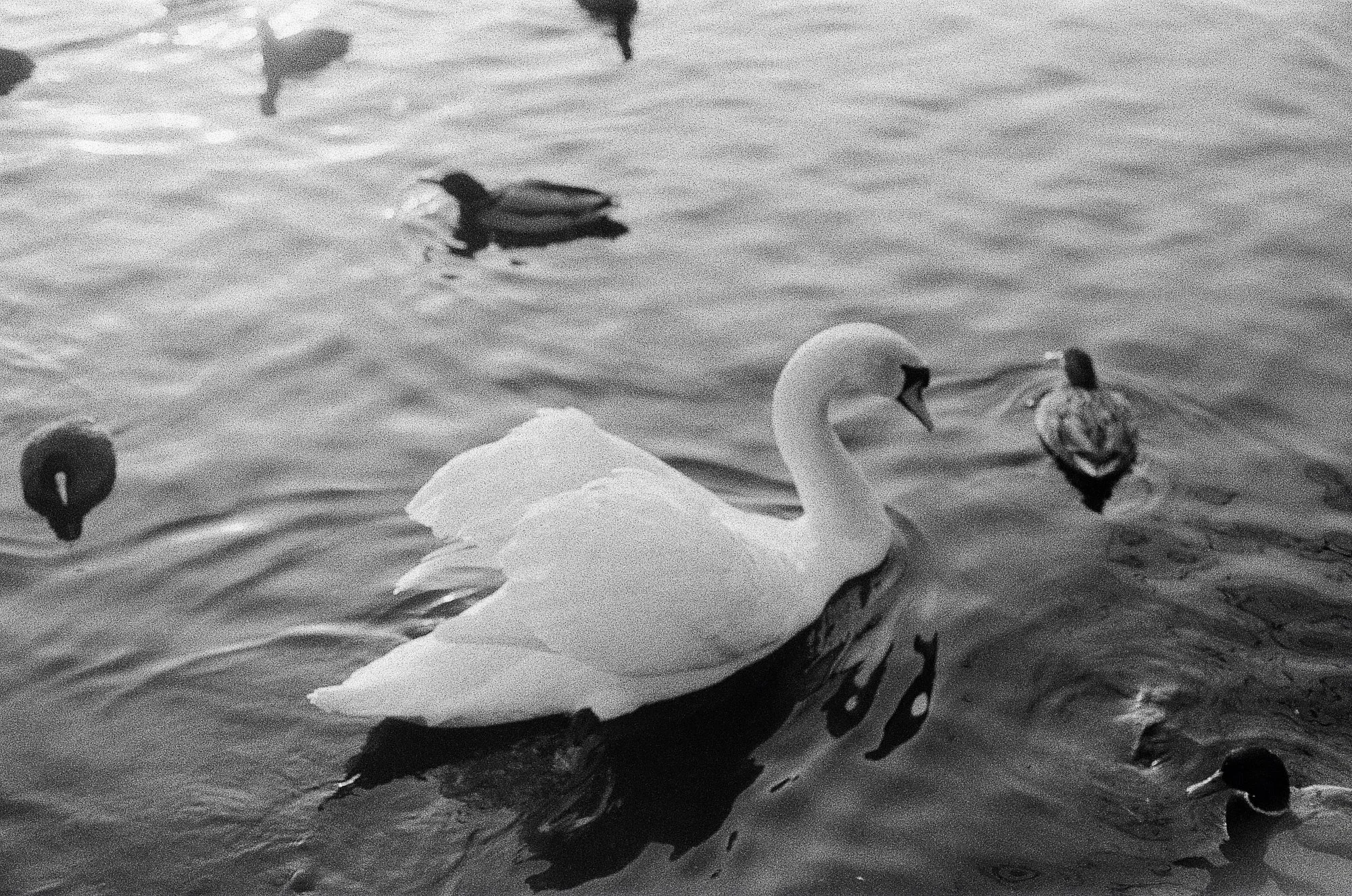 Utterslev Mose Copenhagen © Birgitte Brondsted-1.jpg