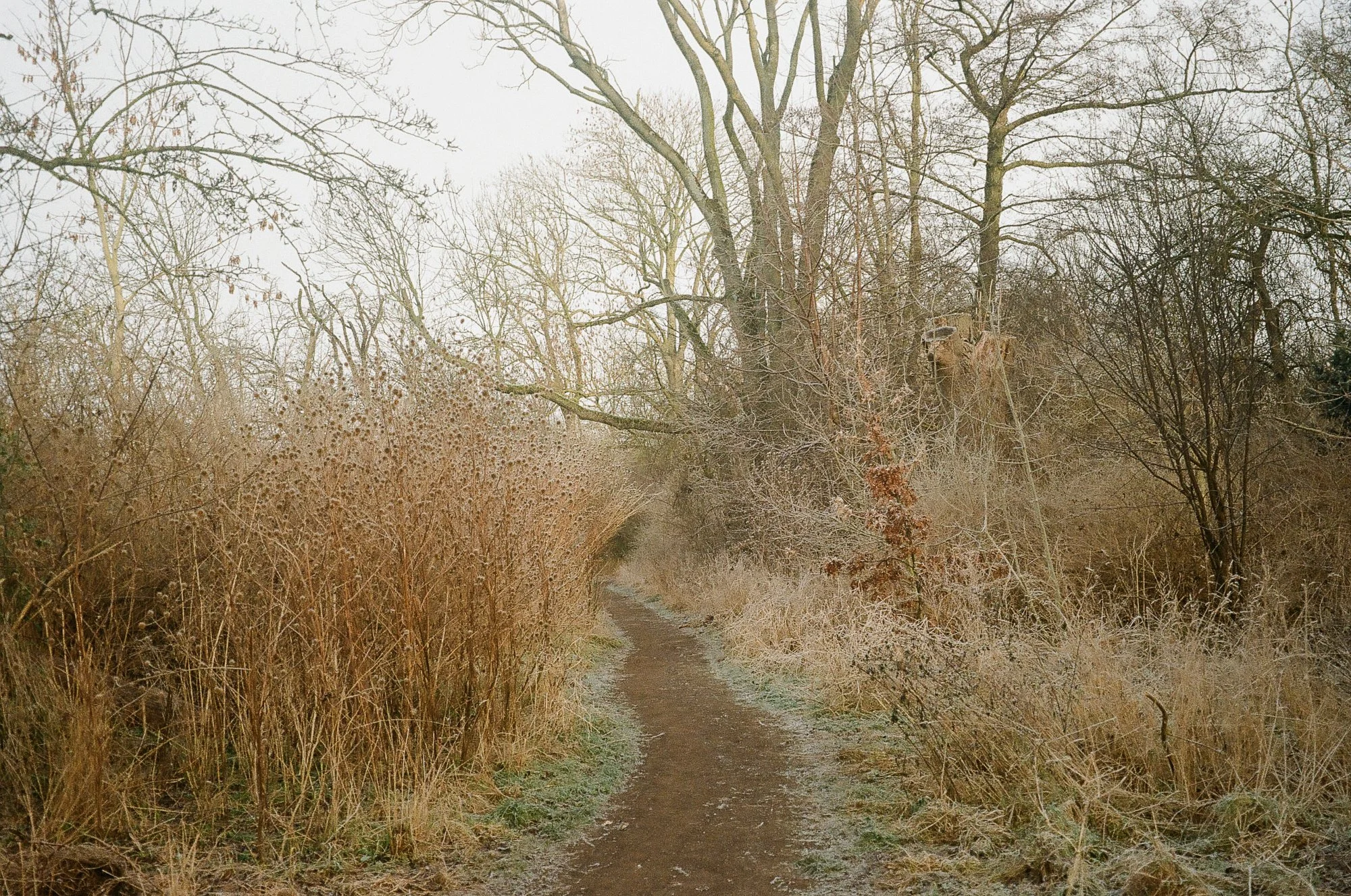 Utterslev Mose Copenhagen © Birgitte Brondsted-13.jpg