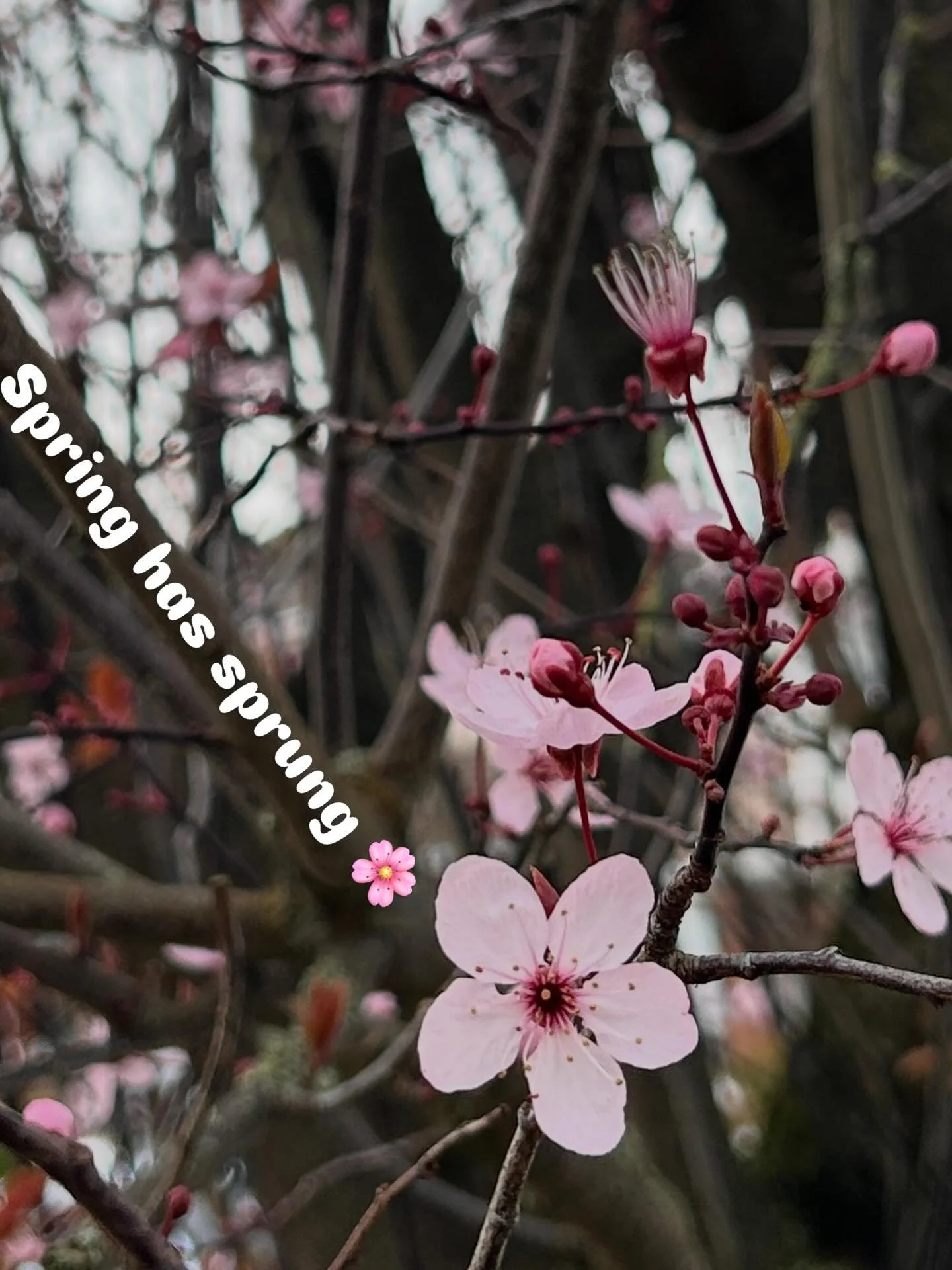 The birth doula training over the weekend reminded me this poem that I was introduced to by my dear friend @eiretiff . Slide through to read it.
This winter has been so long and hard on many, but no matter how cold and dark it was, the spring always 