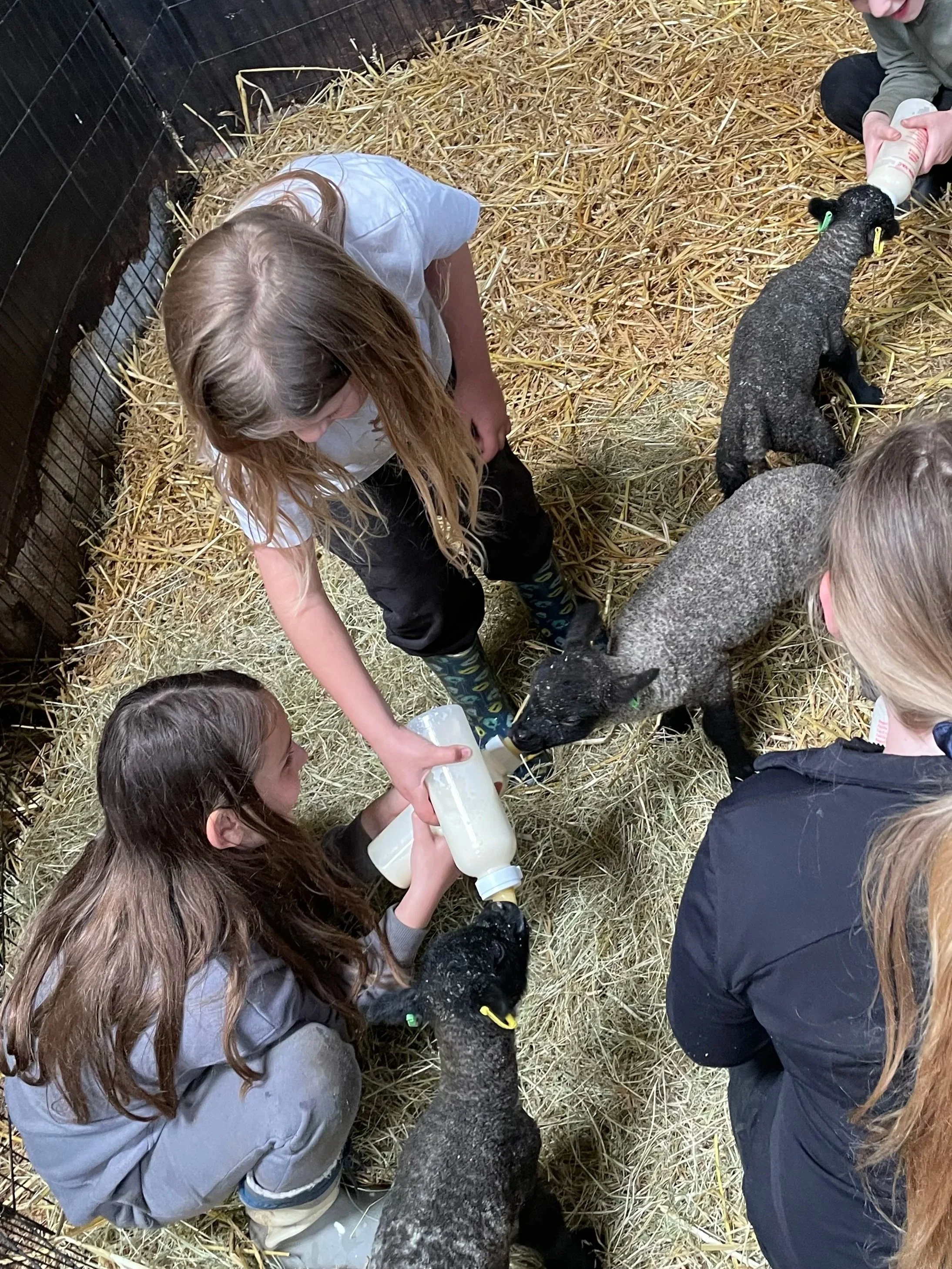 Children caring for baby sheep in a straw enclosure, bottle-feeding them on New Leaf Learning course in Northamptonshire.