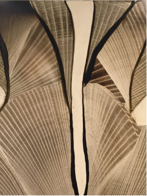 Close-up van een aantal grote, gedroogde palmbladeren of stipendiums met zichtbare nerven en zwarte randen.