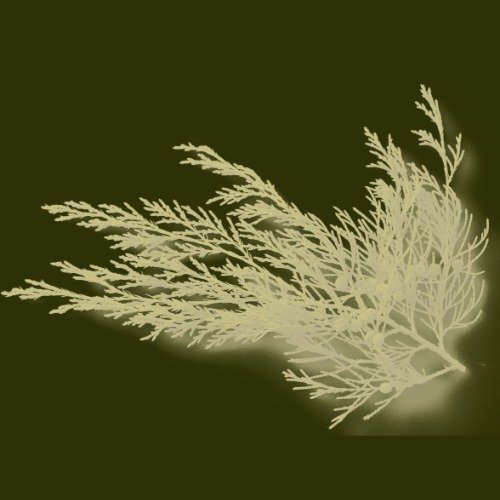 Logo for Immergrün Brand Strategy Services