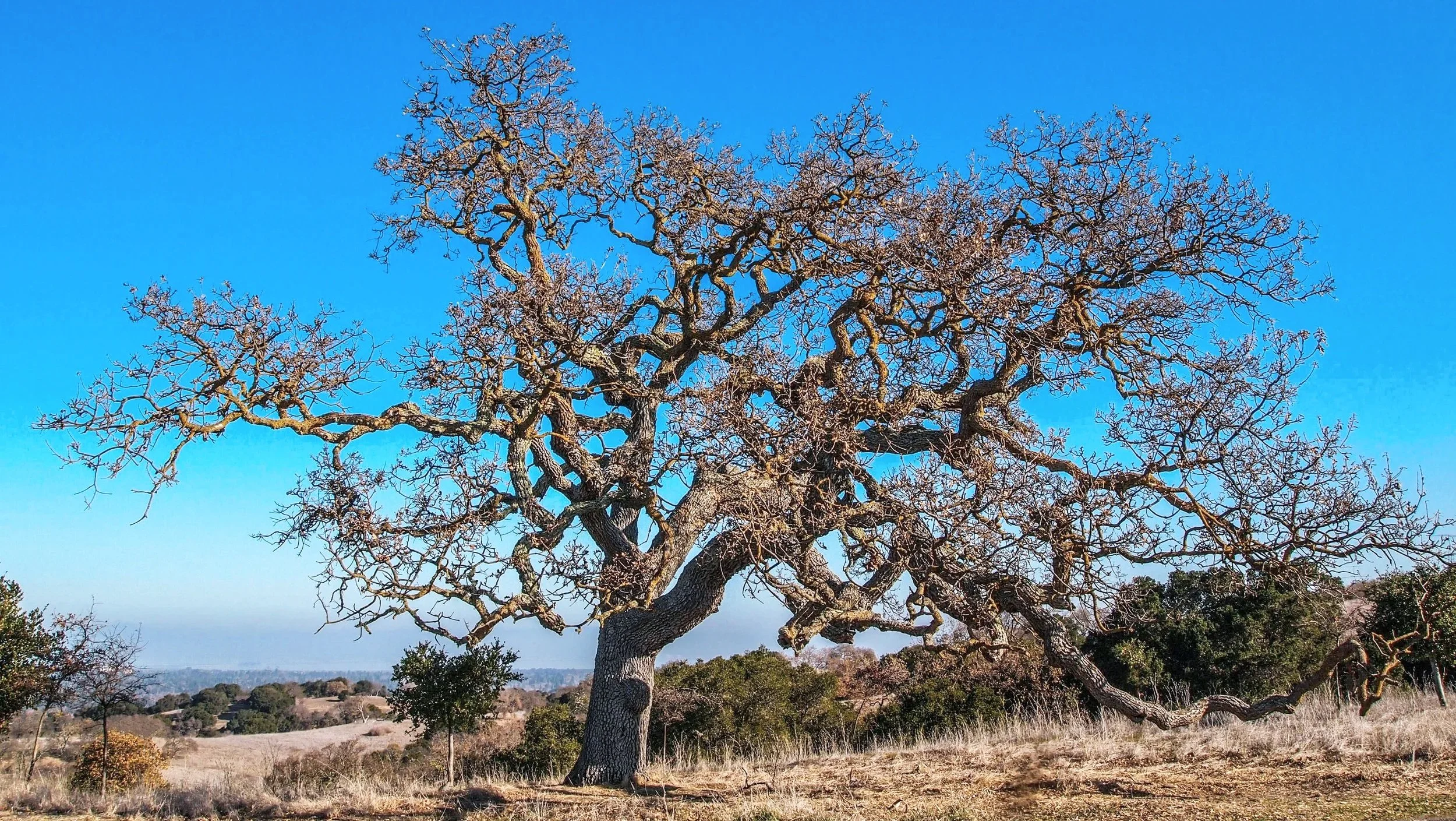 Great Oak Tree Brand Strategy Package