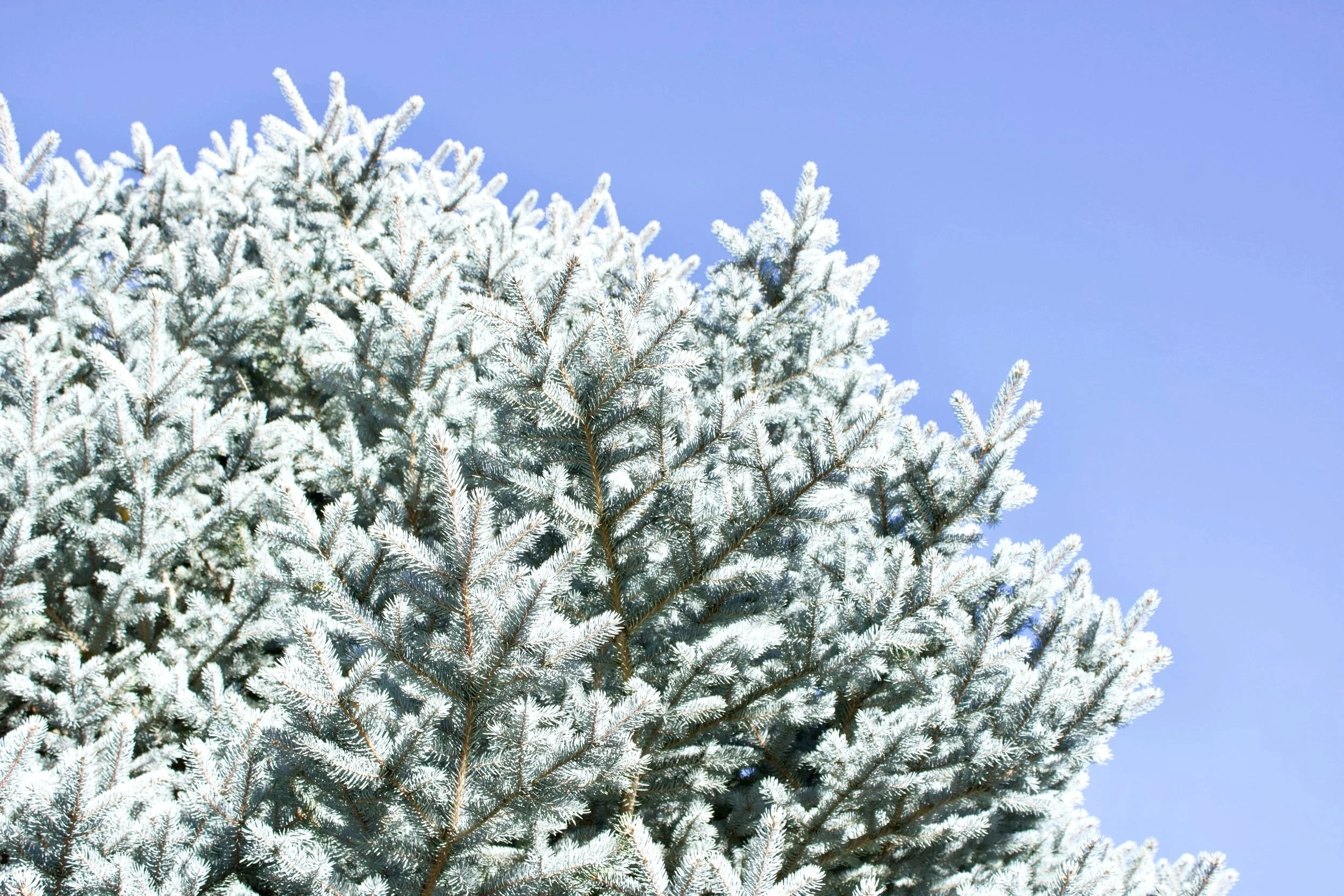 Blue Spruce Tree Brand Strategy Package