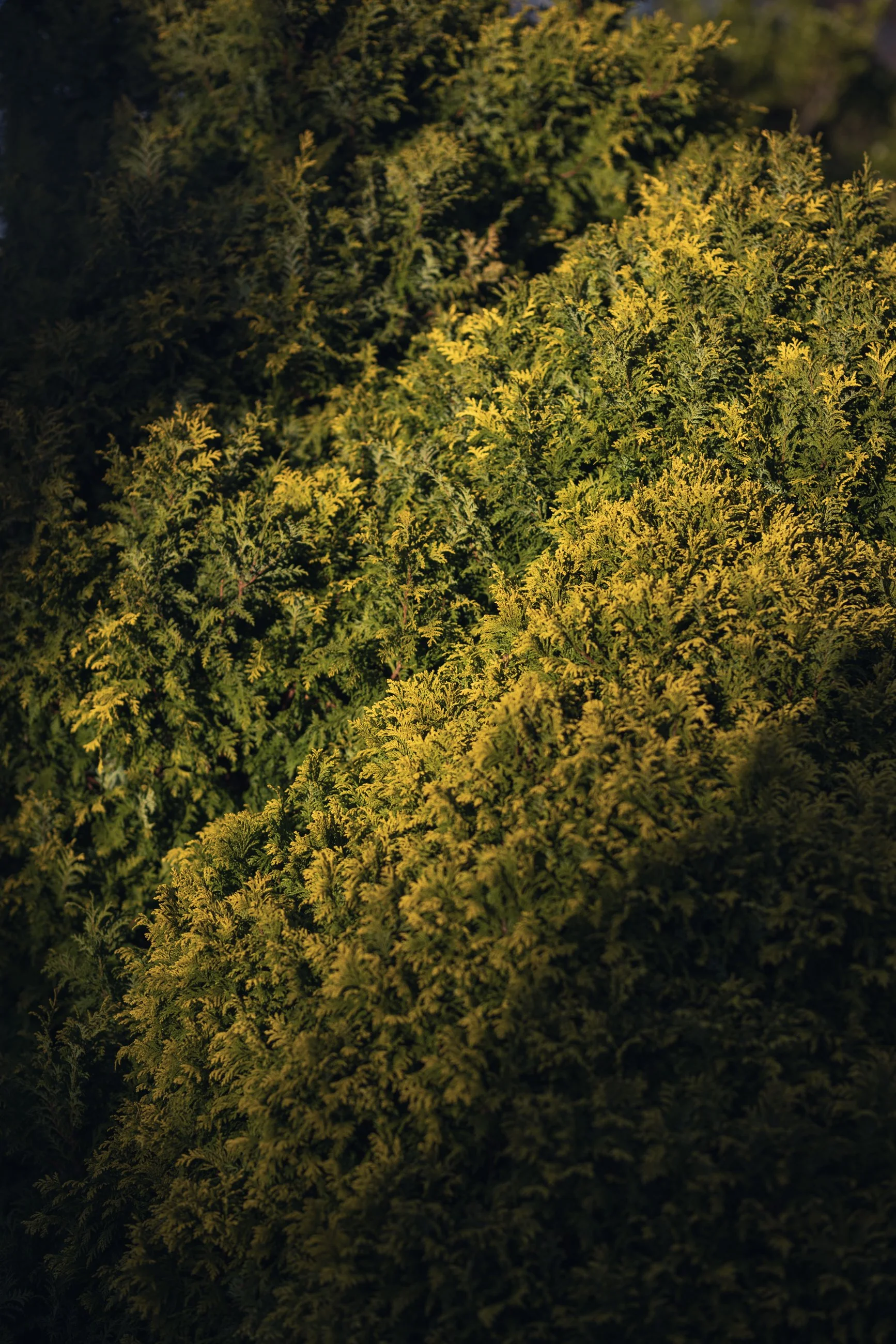 Evergreen moss with golden sunlight