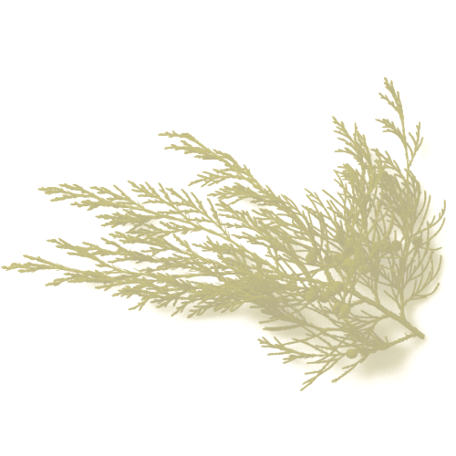 immergrün &mdash; for Brands with Personality