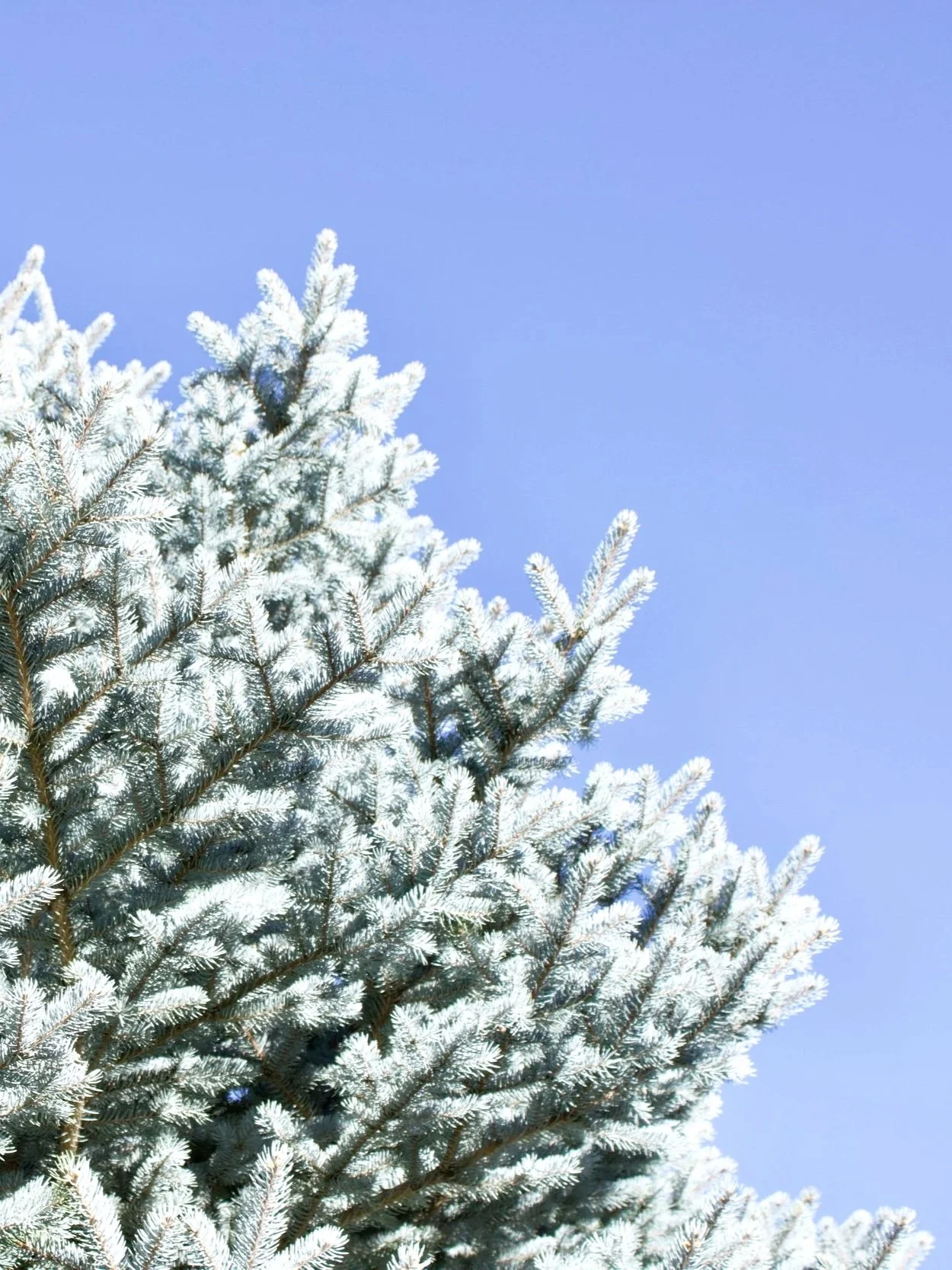 Spruce Package: Brand Strategy Plan