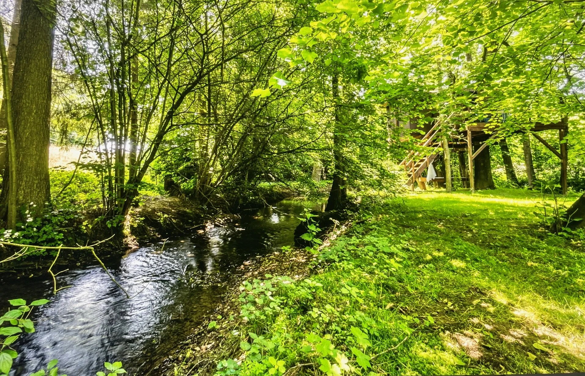 A lush green wooded area with a small creek flowing through it and a raised wooden treehouse with stairs in the background.