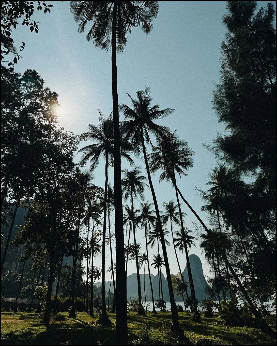 A forest of tall palm trees with the sun shining through the branches, and a distant limestone cliff or large hill near a body of water in the background at Railay Beach, Thailand