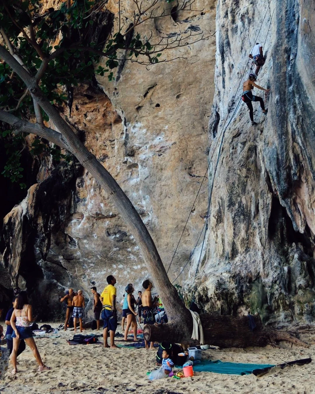 People at the beach learning to rock climb on a large cliff face, with some climbing and others watching, under a tree with a fallen trunk at Railay Beach, Thailand
