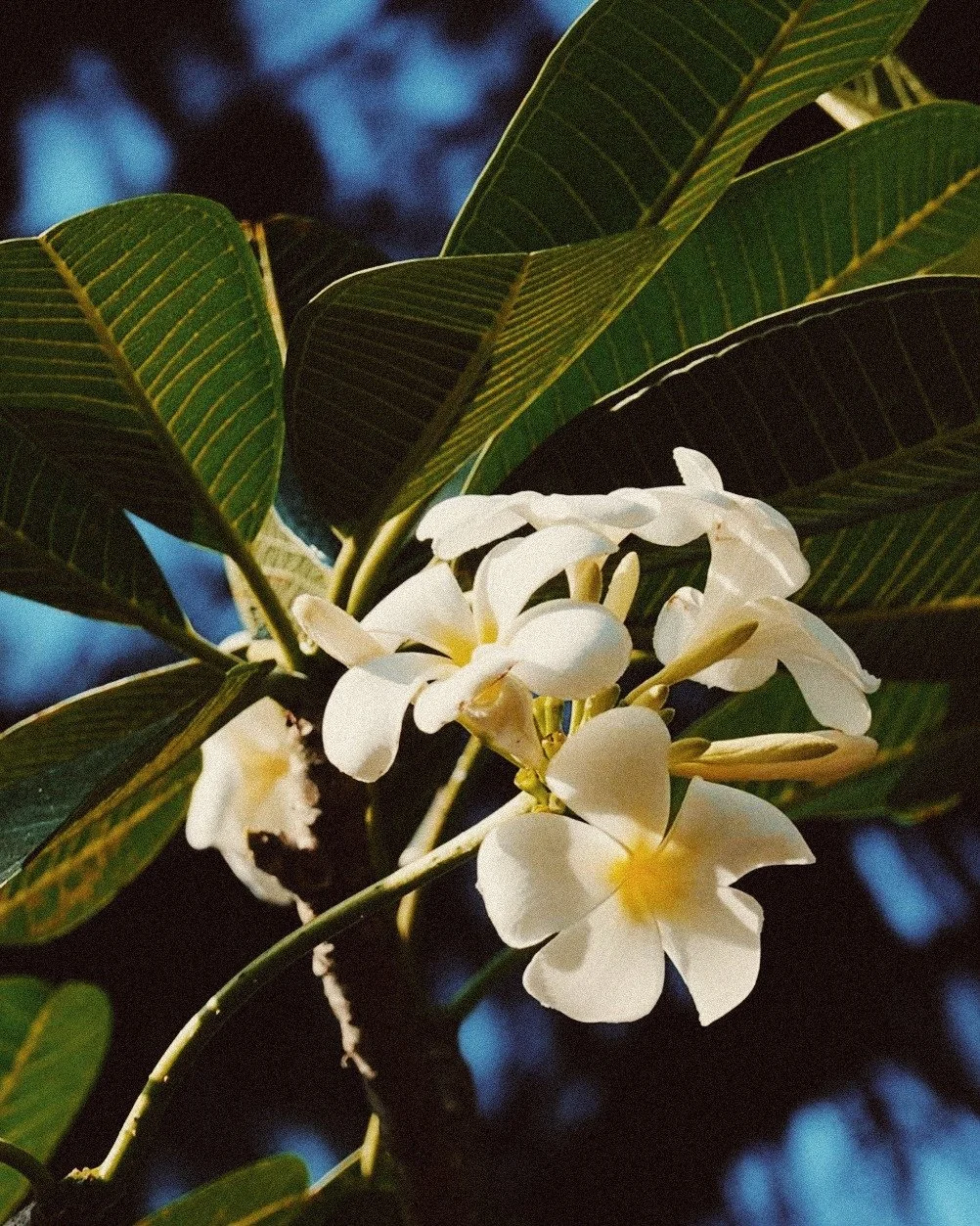Close-up of frangipani and green leaves on a plant, with a dark background at Railay Beach, Thailand