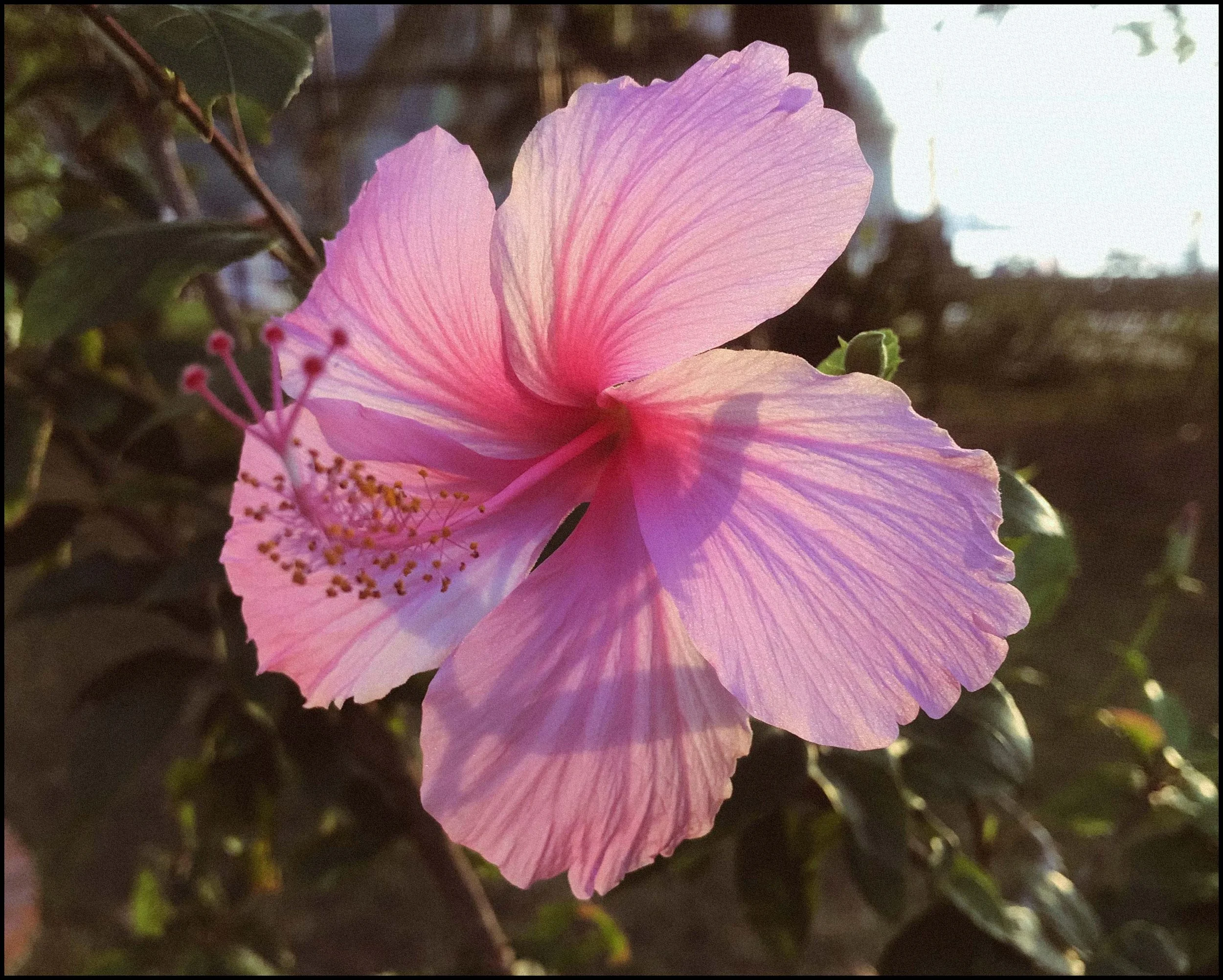 Close-up of a pink hibiscus flower with delicate petals, stamens, and pistil, illuminated by sunlight, with green leaves and blurred background at Railay Beach, Thailand