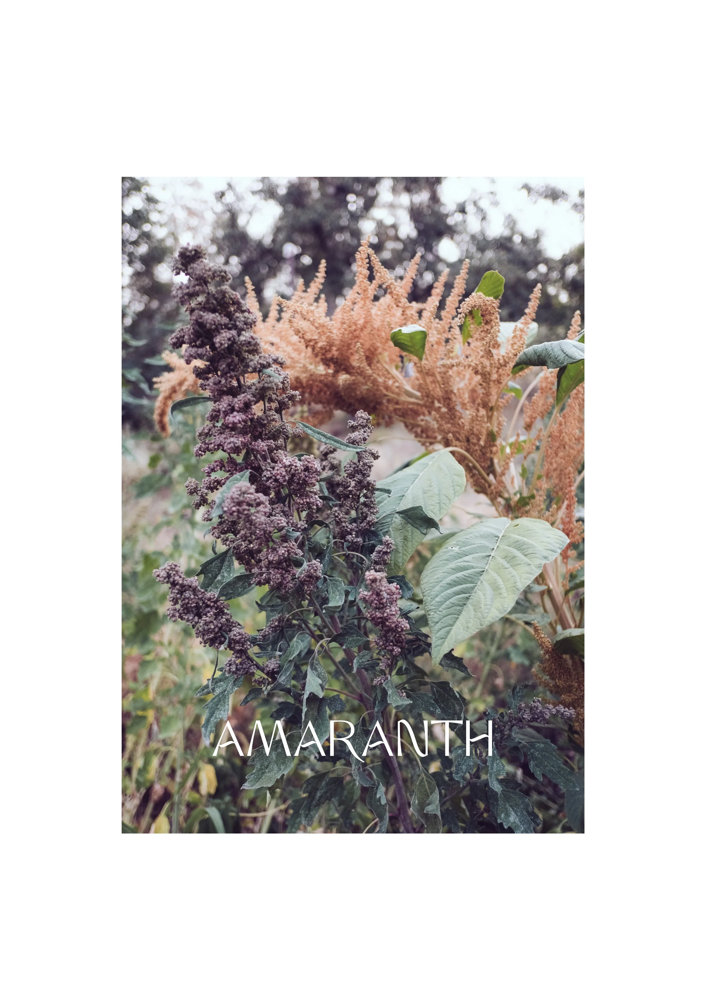 Amaranth