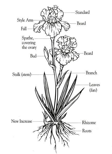 Understand the different parts of an iris