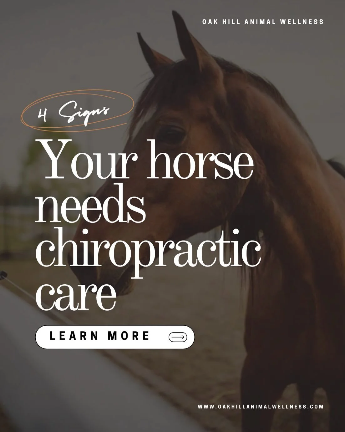 ✨ Did you know Dr. Cline is also certified for equine adjustments? Swipe to see if your horse could benefit from chiropractic care. 

✨ When booking an appointment with Oak Hill Animal Wellness for horses, we will meet with clients at their location 