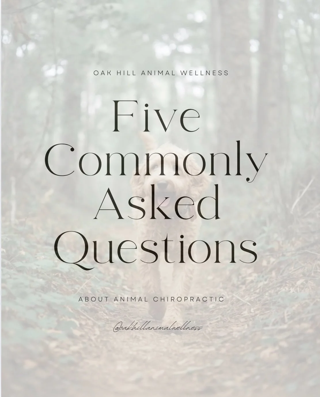 Our most asked questions! We&rsquo;d love to help answer other questions you might have about animal chiropractic and if it could benefit your animal! 

Don&rsquo;t hesitate to reach out via text/call/email/DM 👋🏻

Wooster | animal chiropractic | Wa