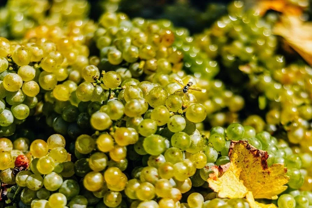 Veraison at Rove: The Month the Vineyard Turns in Traverse City, MI