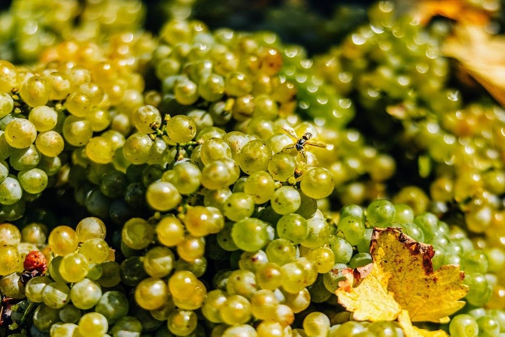 Grape clusters at veraison in Northern Michigan