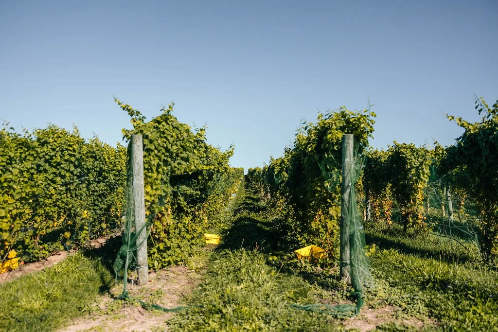 vines getting ready for hedging in Northern Michigan