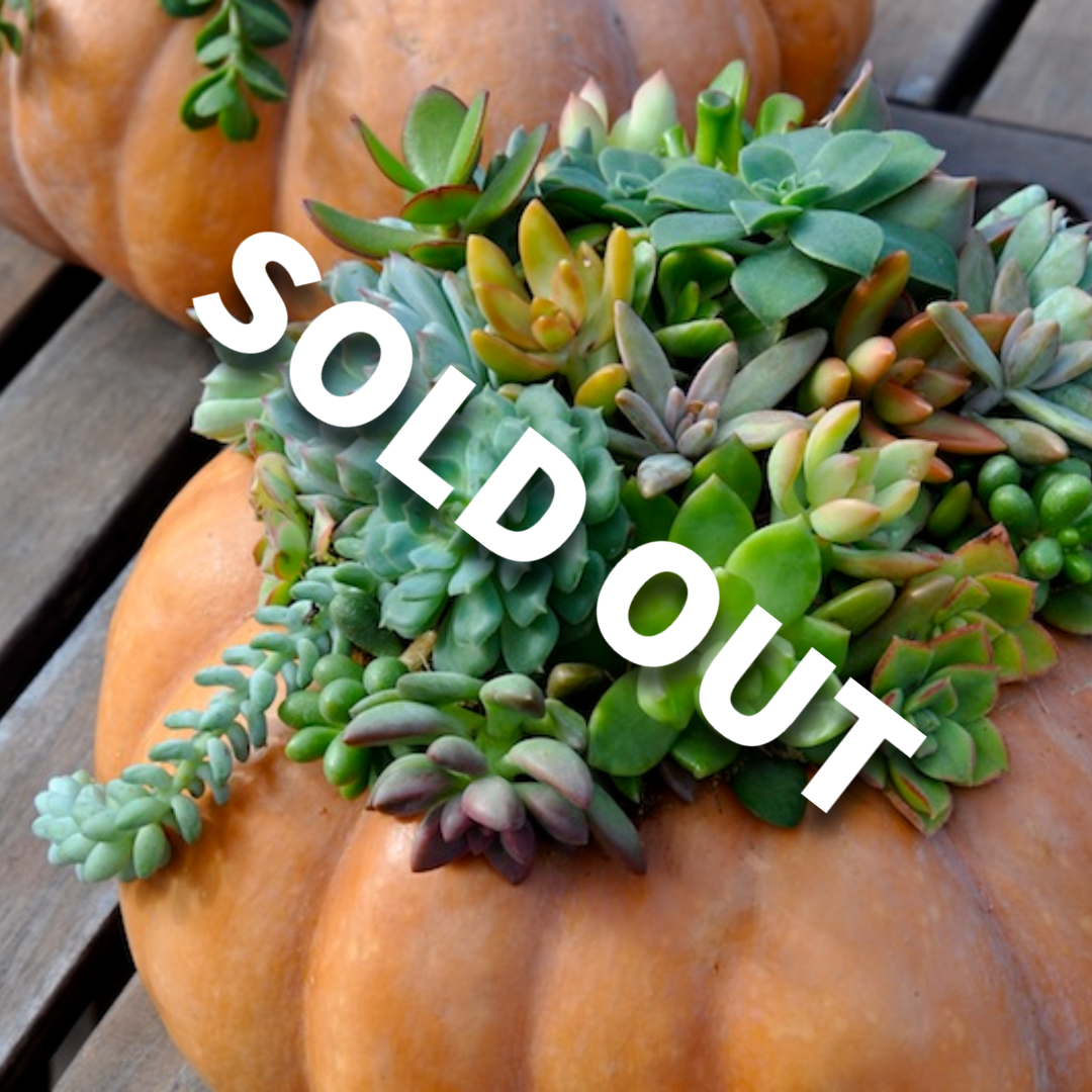Autumn Splendor-Succulent Pumpkin Workshop