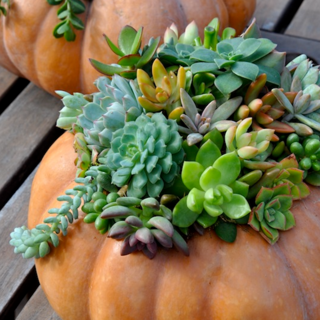 Autumn Splendor-Succulent Pumpkin Workshop 