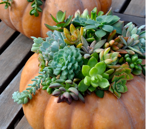 'Autumn Splendor' Succulent Pumpkin Arrangement Workshop