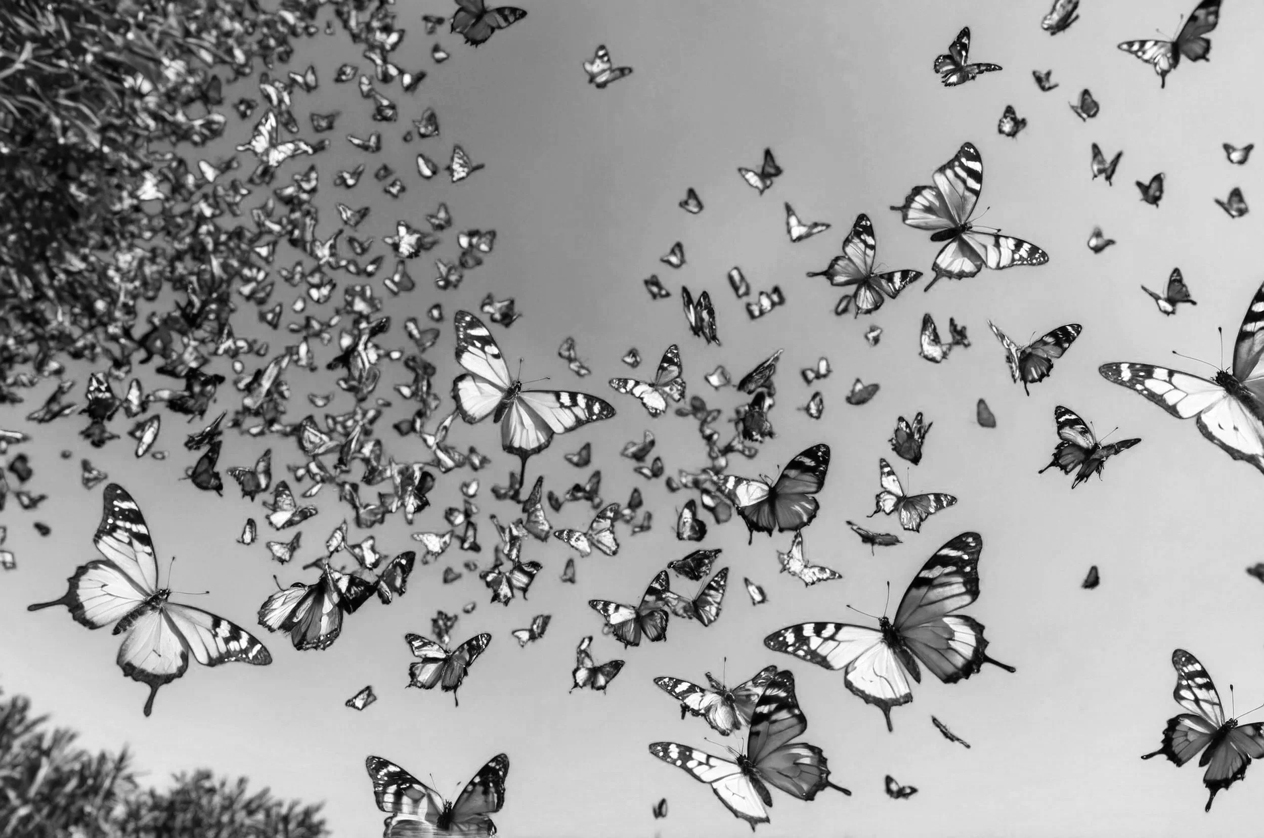 A large flock of butterflies flying in the sky, with some dense tree foliage in the bottom left corner, captured in black and white.