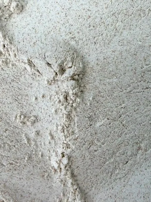 Whole Wheat Bread Flour
