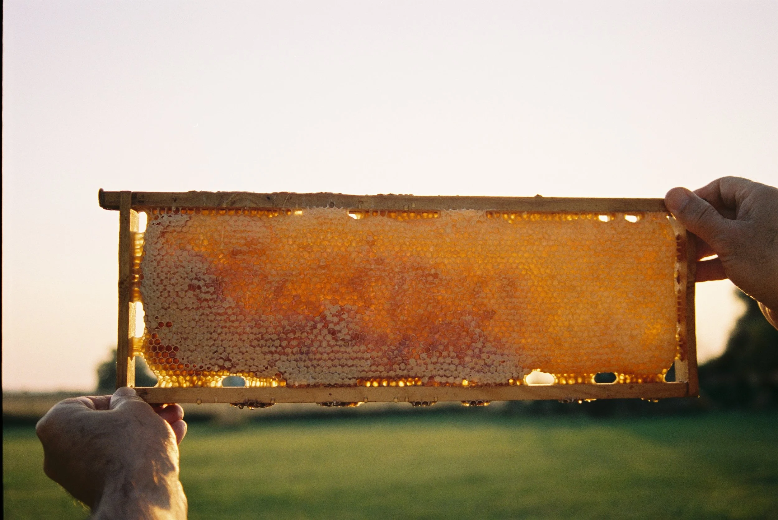 Honey in Food │ Workshop