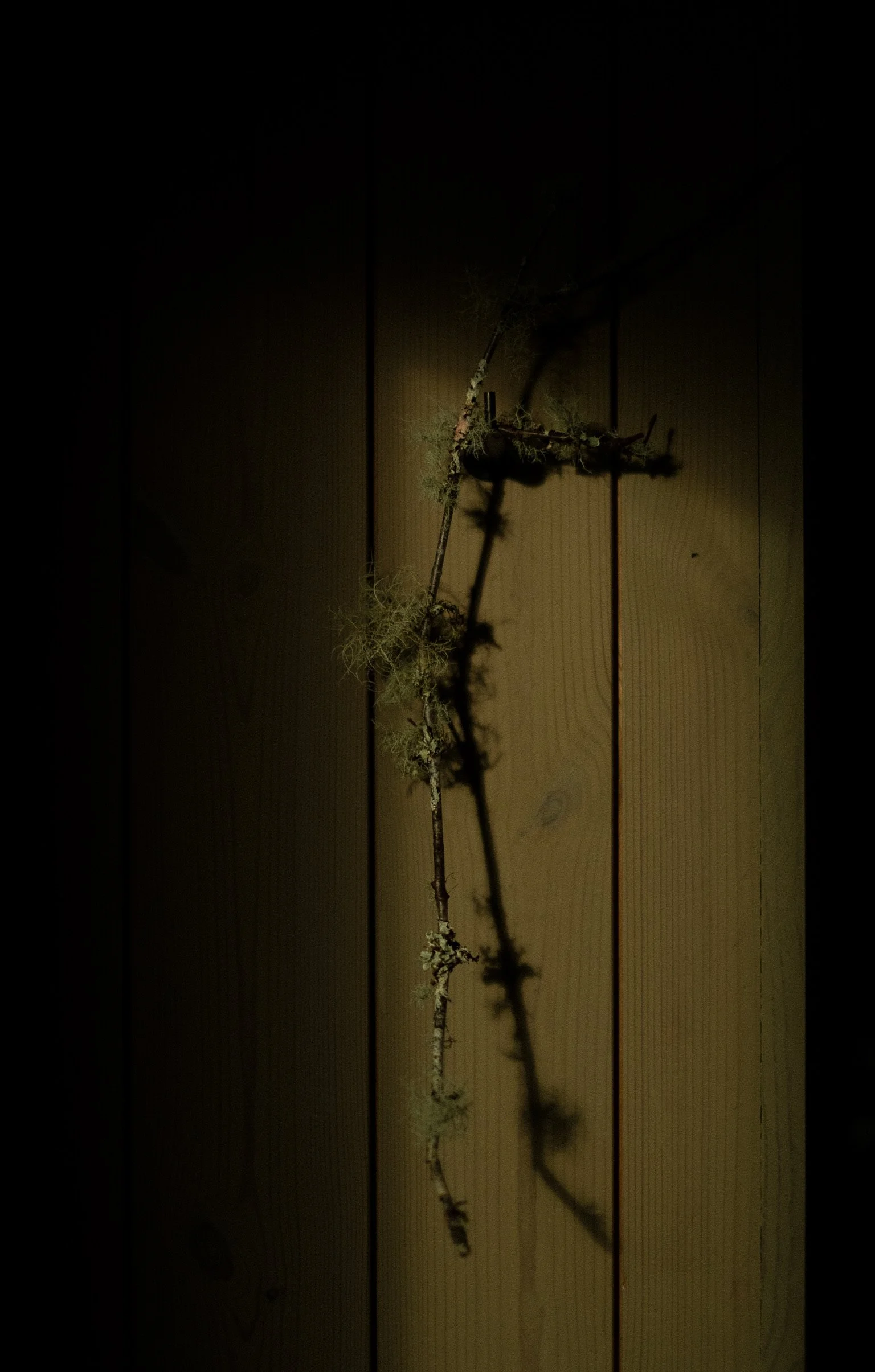 A branch with moss or lichen against a wooden background, illuminated by a warm light.
