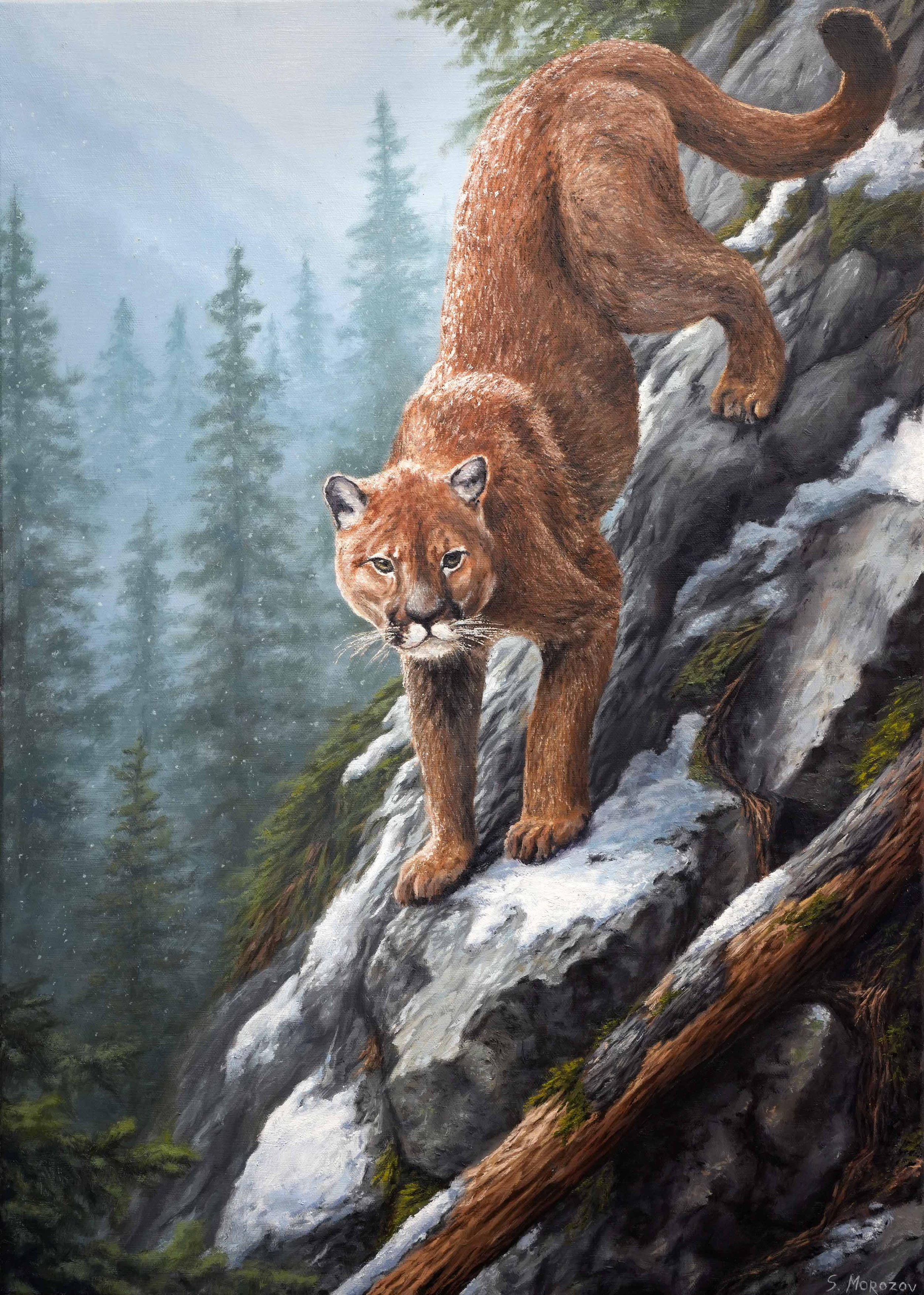 Painting of a mountain lion walking down a rocky slope in a forested area.