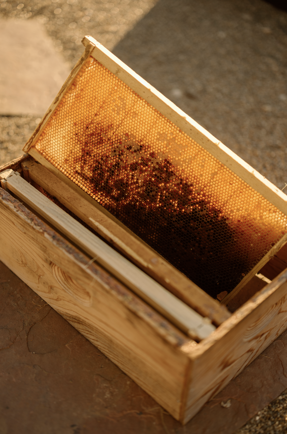 Close-up of a wooden honeycomb frame filled with honey, placed in a wooden hive box.