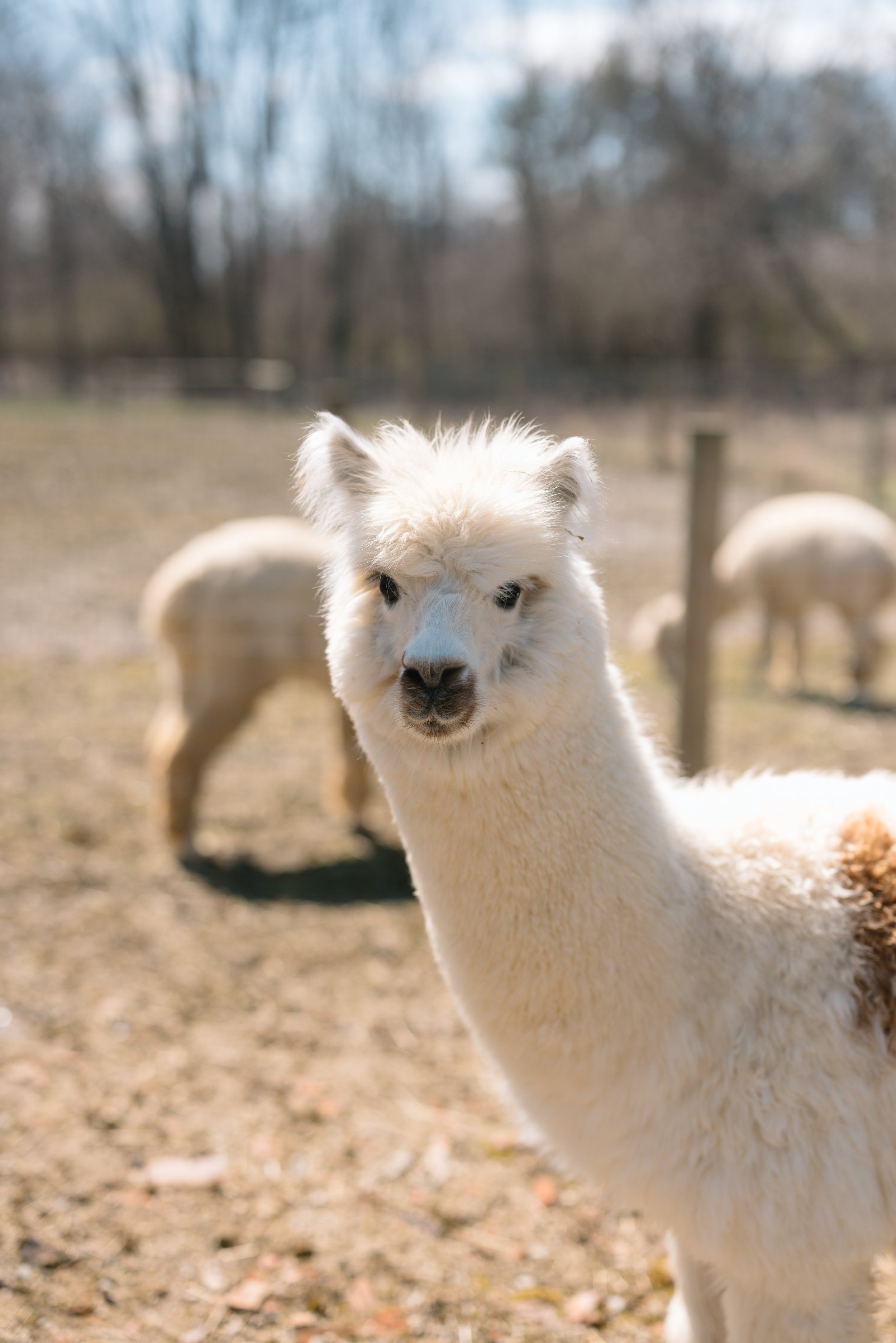 RESCHEDULED Alpaca and Yoga