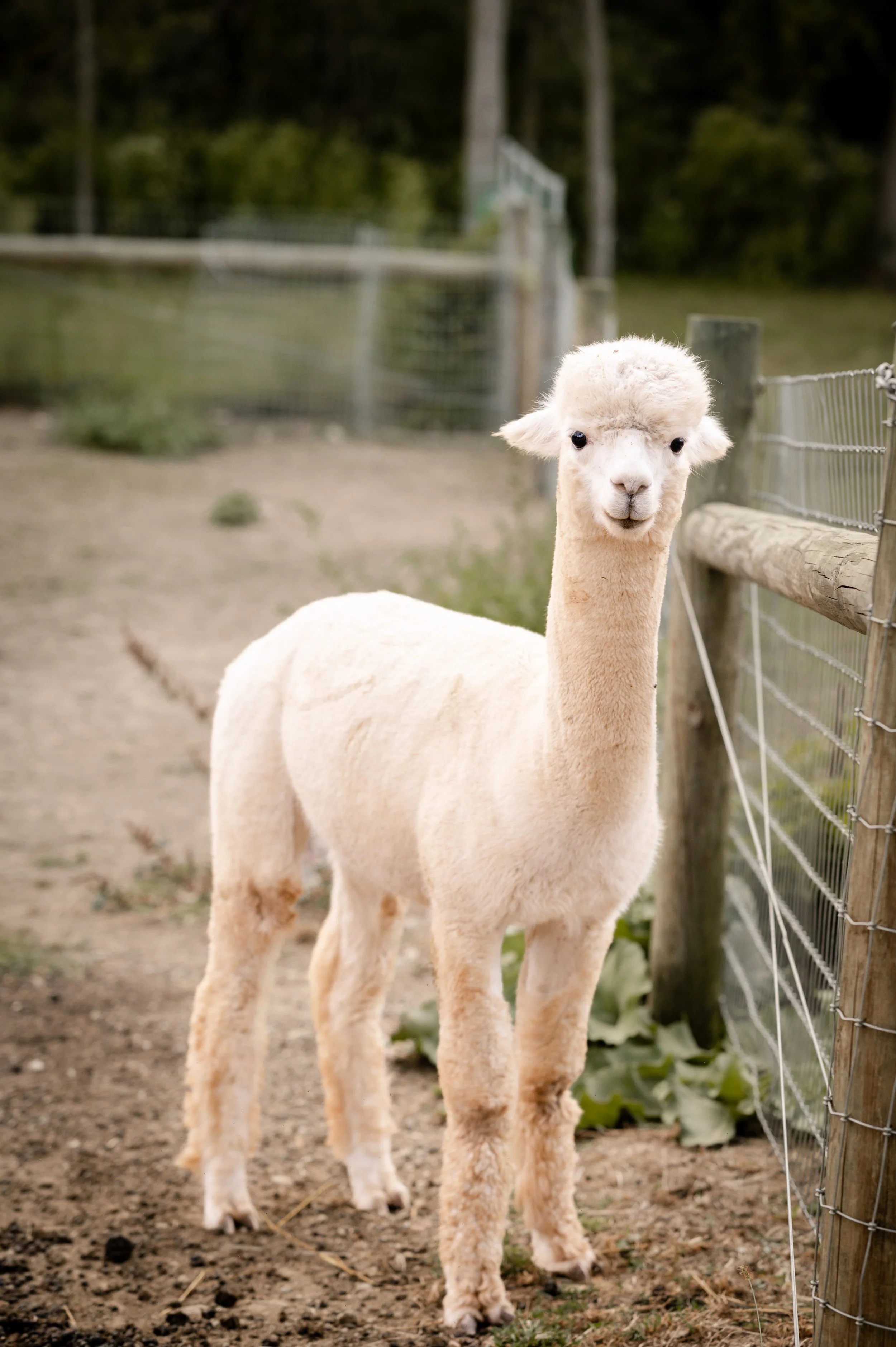 A light-colored alpaca standing next to a wooden and wire fence outdoors.