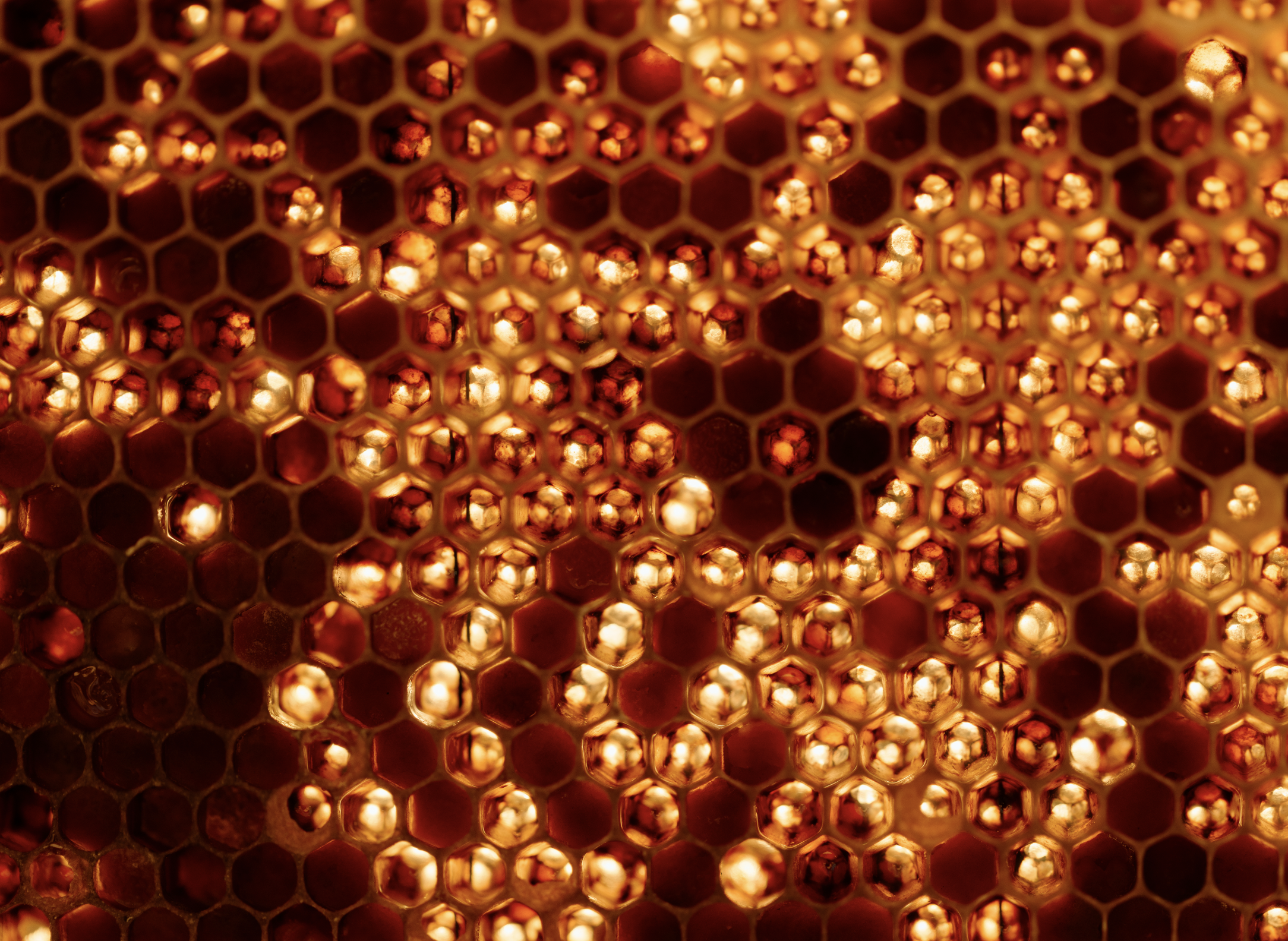 Close-up of a honeycomb with honey and capped honey cells.