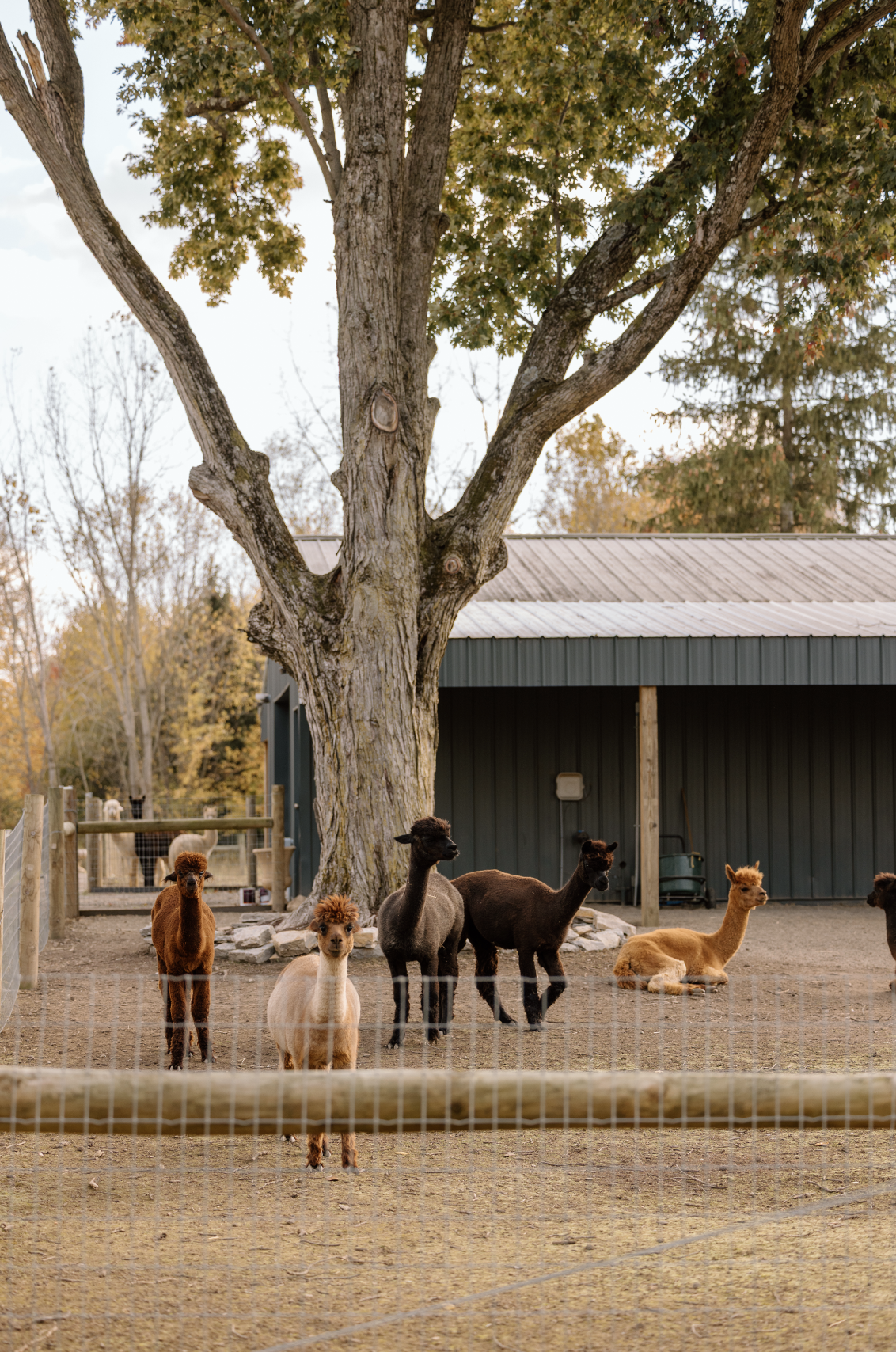 Several alpacas standing and lying under a large tree on a farm with a barn in the background.