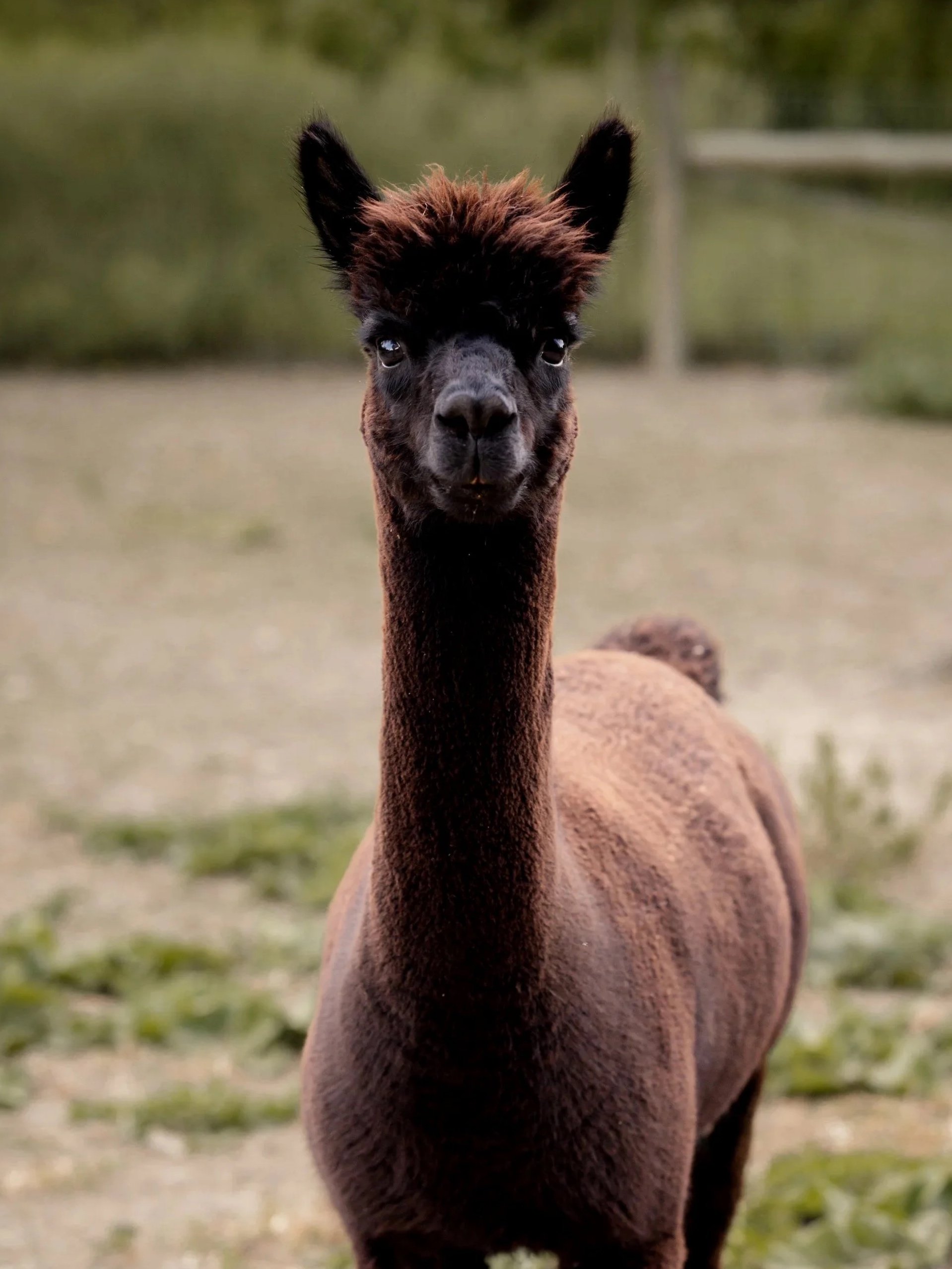 Close-up of a dark brown alpaca with a fluffy black face and ears, standing outdoors on a grassy field.