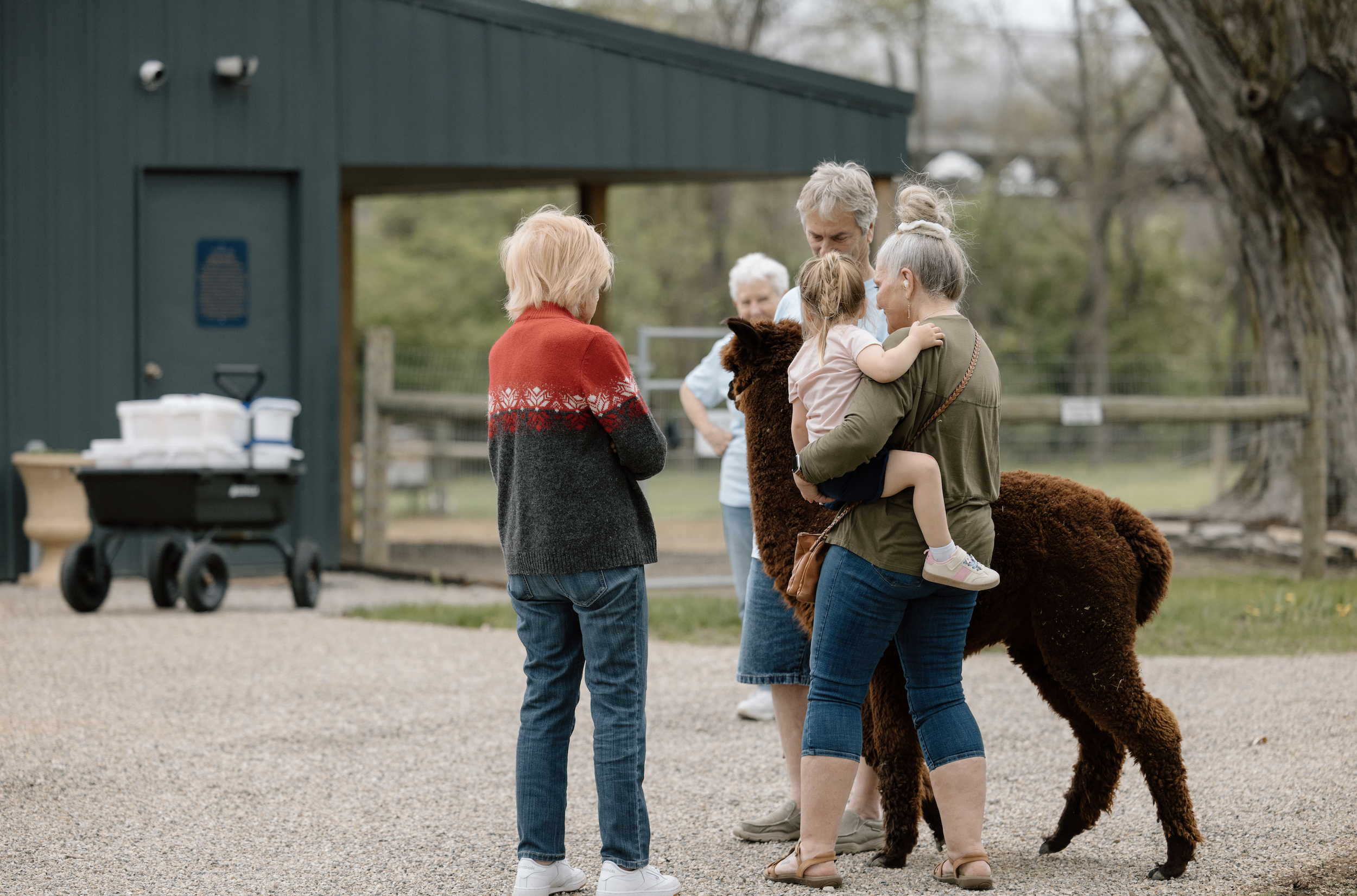 People gathered outdoors at a farm or zoo, with a large brown alpaca and a young girl being held by a woman. The girl is touching the alpaca, and others are watching in Delaware, Ohio