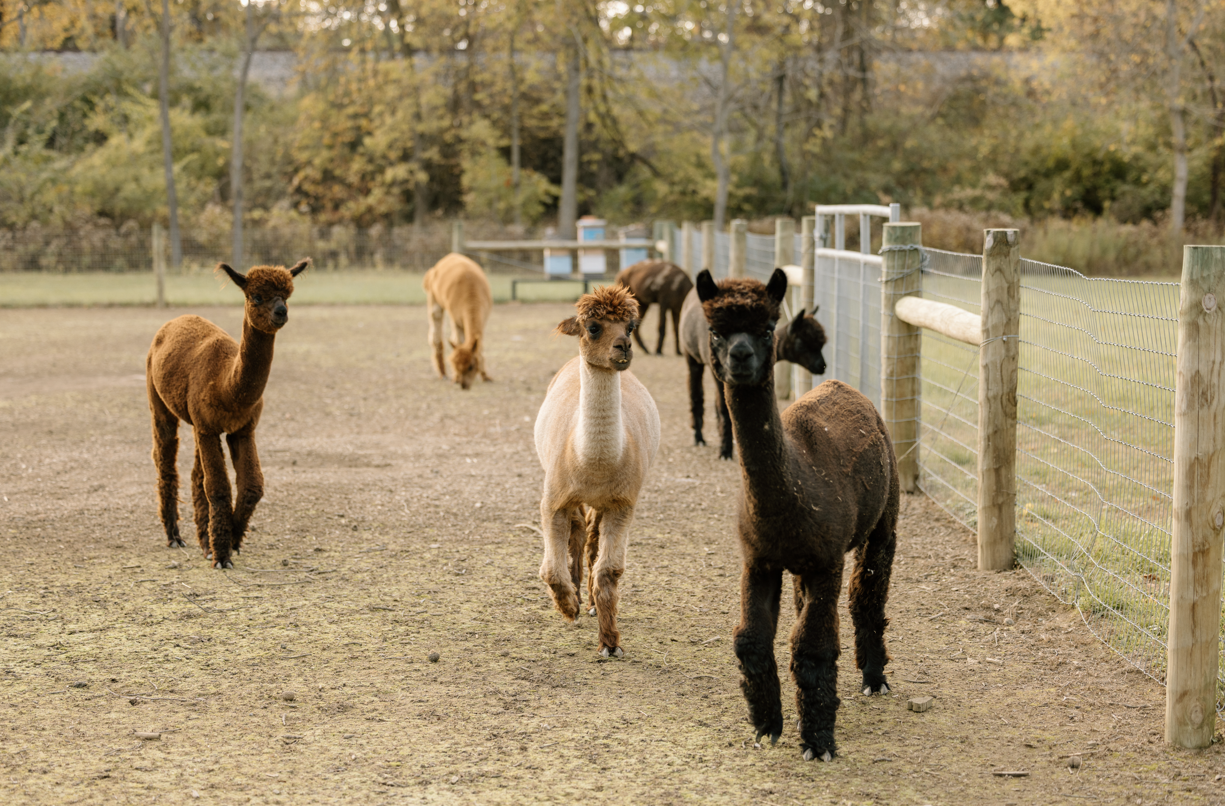 A group of alpacas at Nature's Curve in a fenced outdoor area during autumn, with trees showing fall foliage in the background.